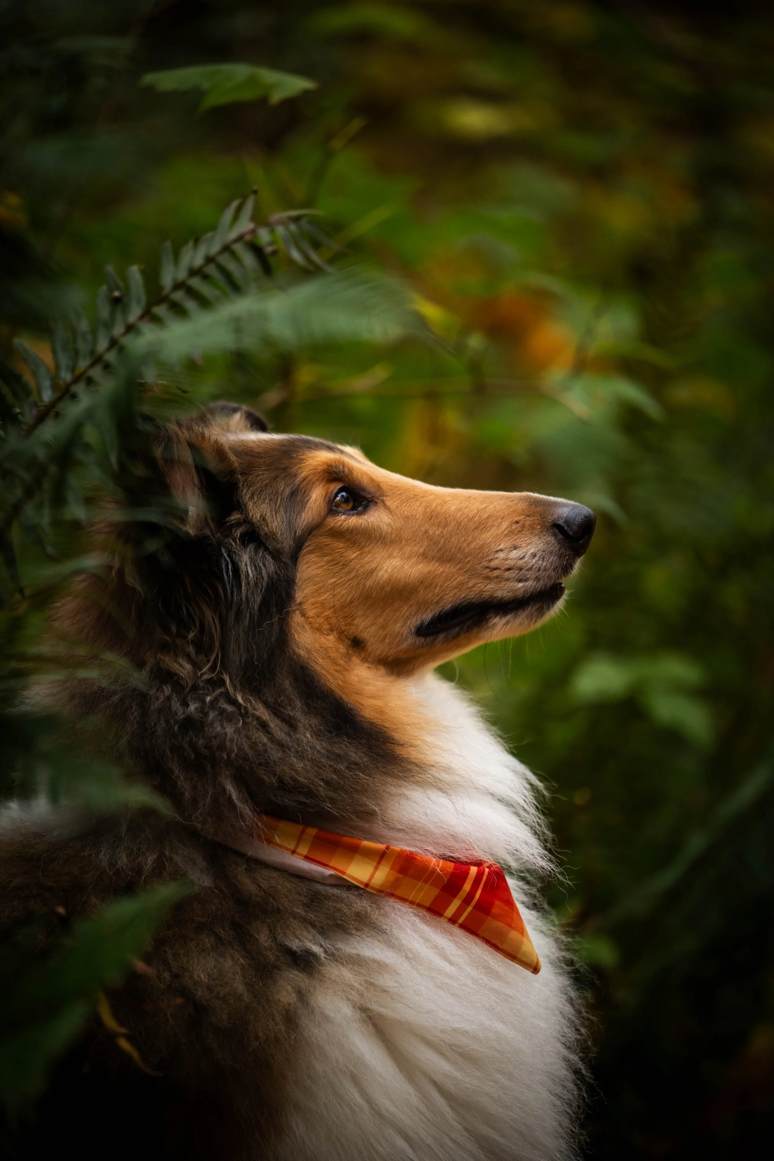 show dog photographer, show dog, seattle photographer, north bend photographer, collie photos, fall photos