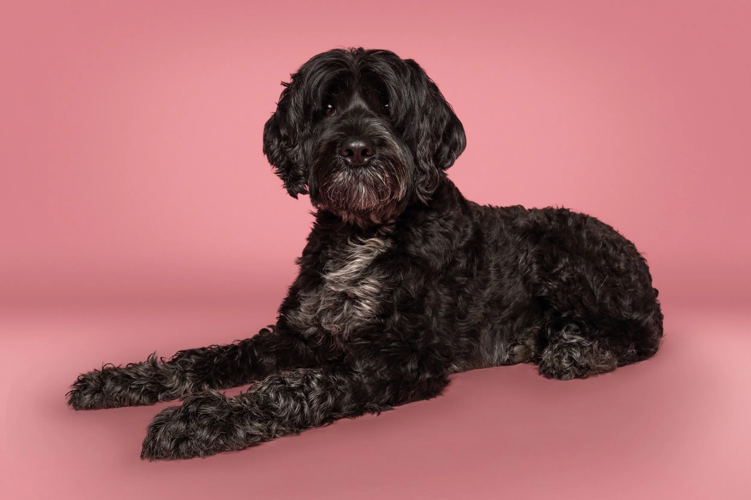 Mother Pupper-12.jpg