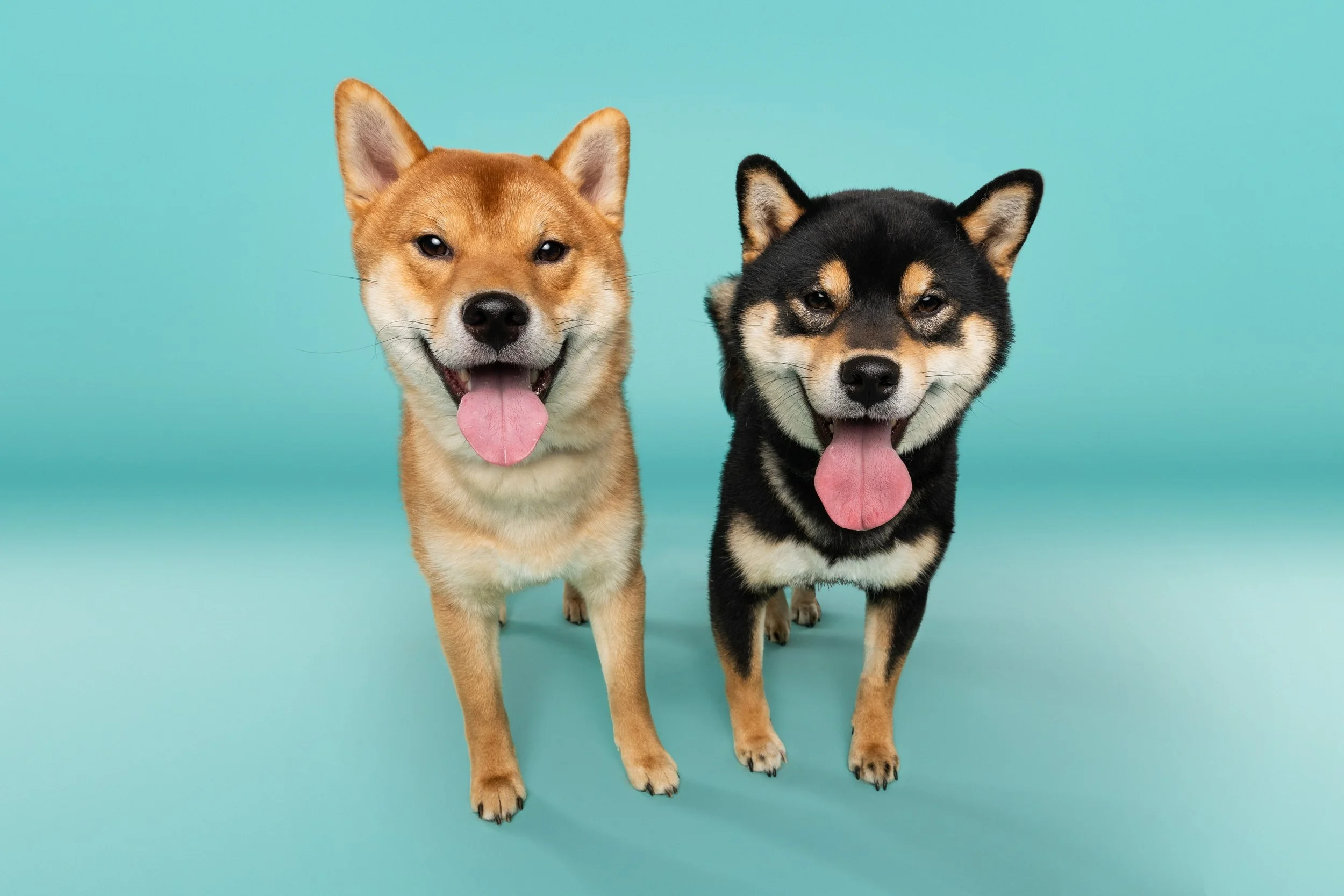 Shiba squad-2.jpg