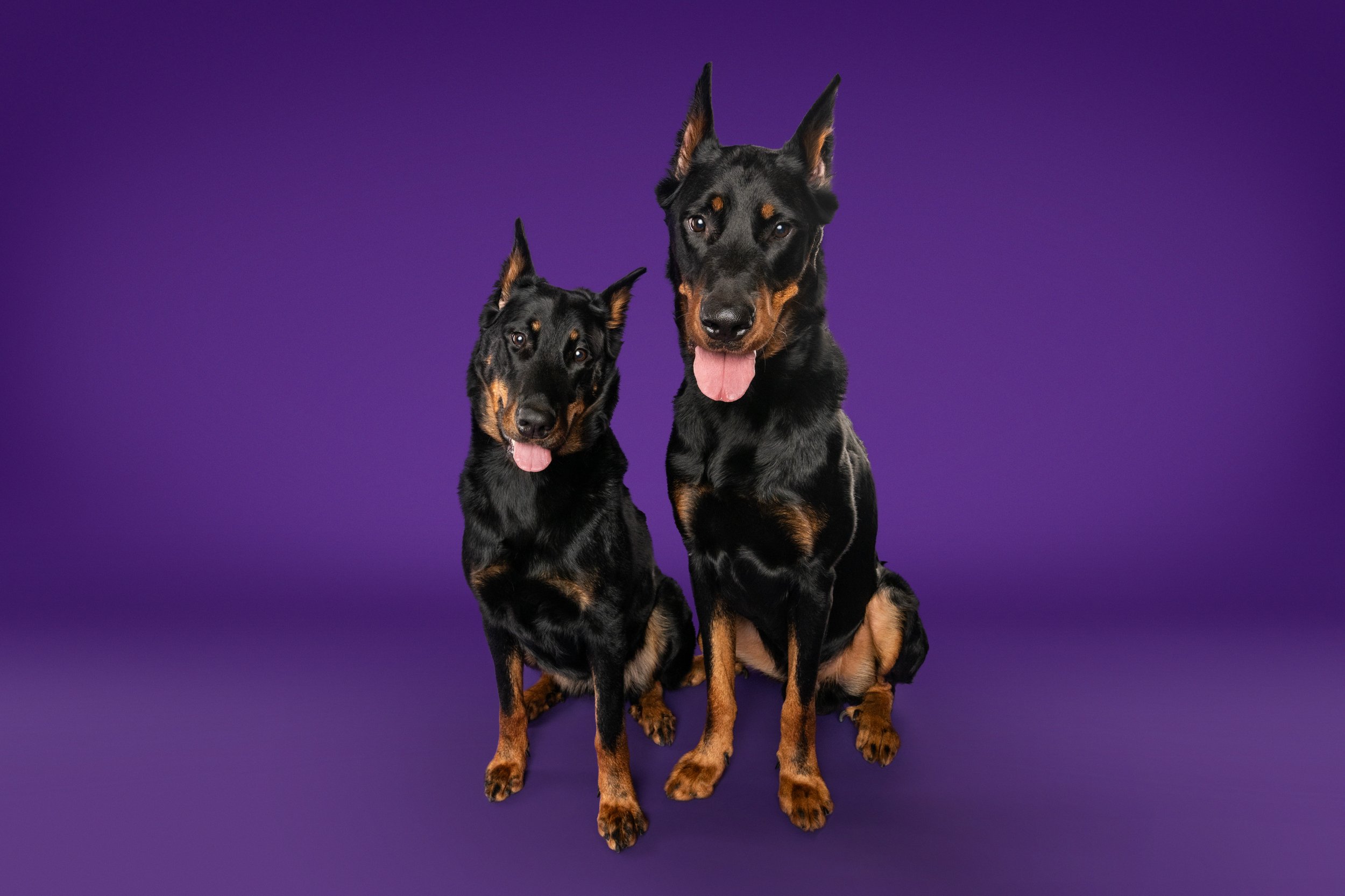 Venture and Amour-3.jpg