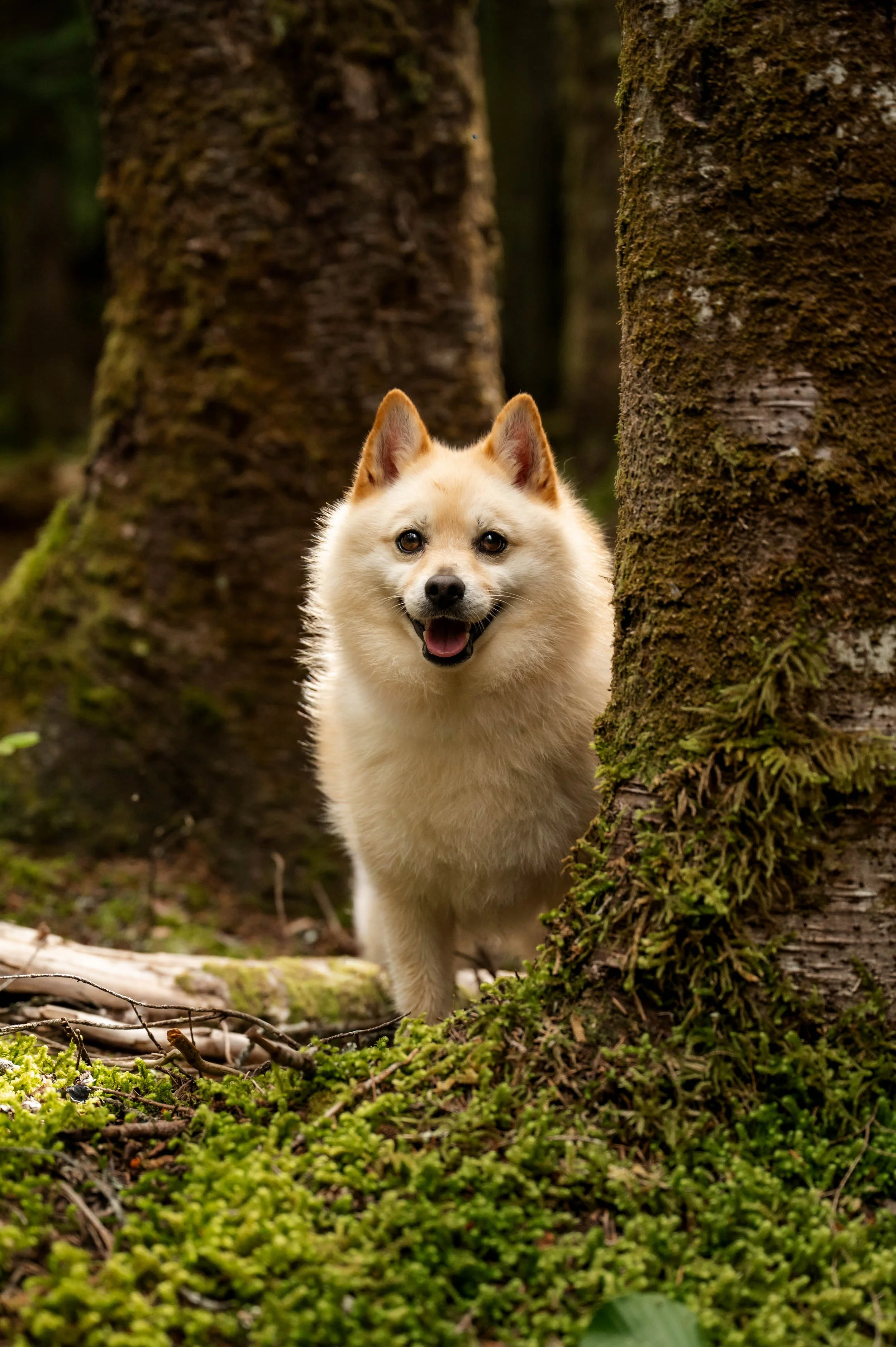 Scamper and Loki-34.jpg