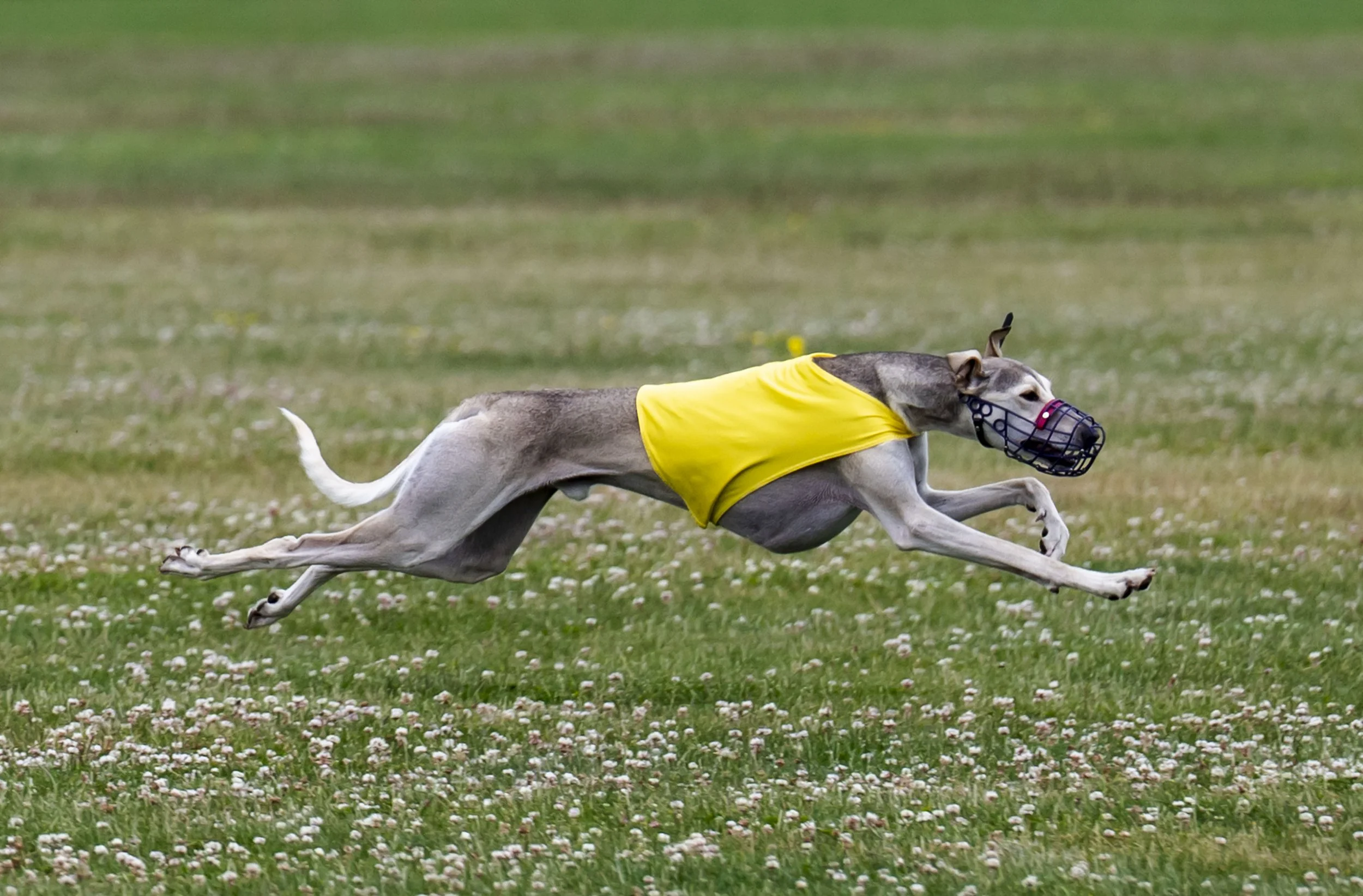 Lure Coursing June 22-40.jpg