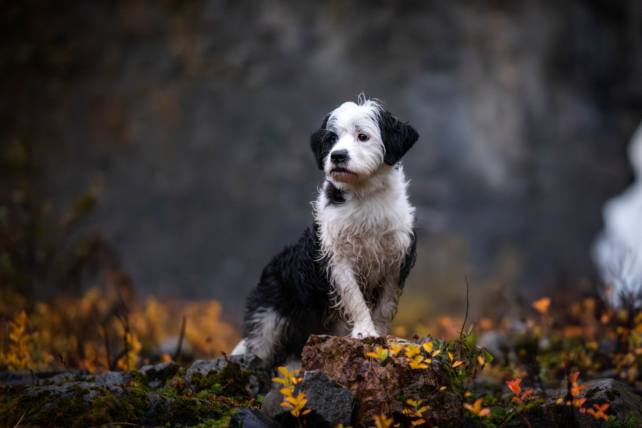 Nuka and Wynn-27.jpg