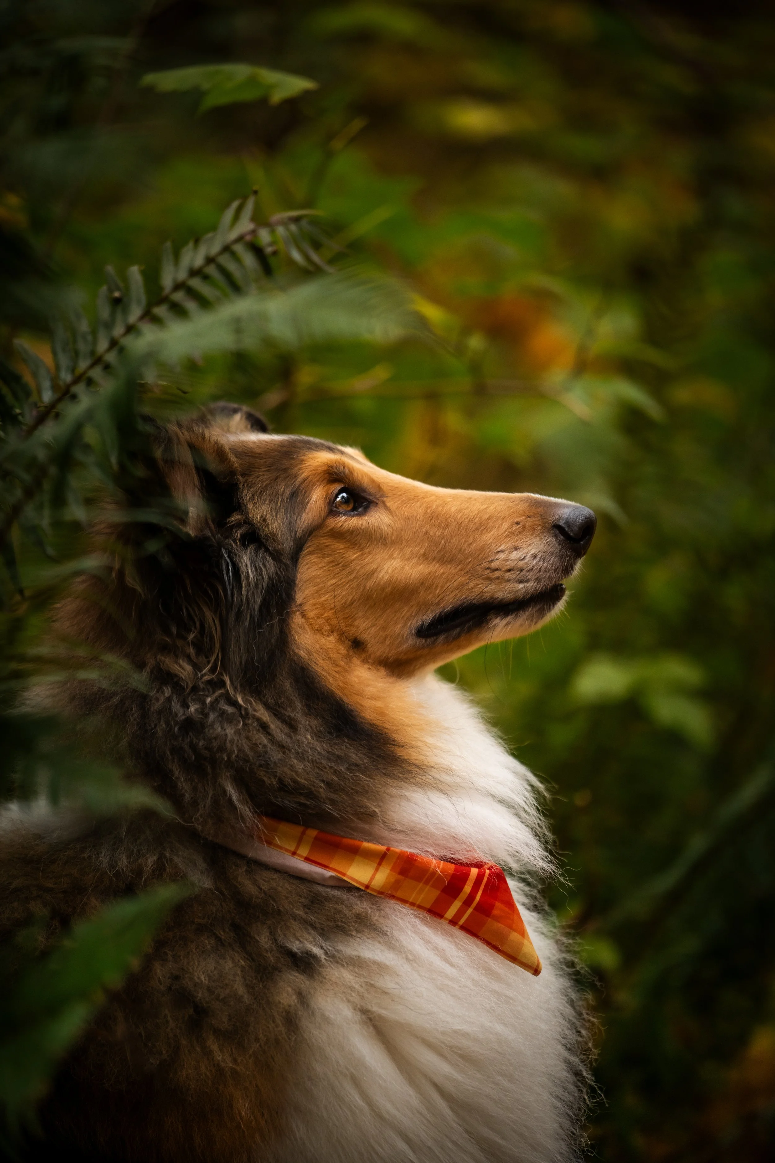 show dog photographer, show dog, seattle photographer, north bend photographer, collie photos, fall photos