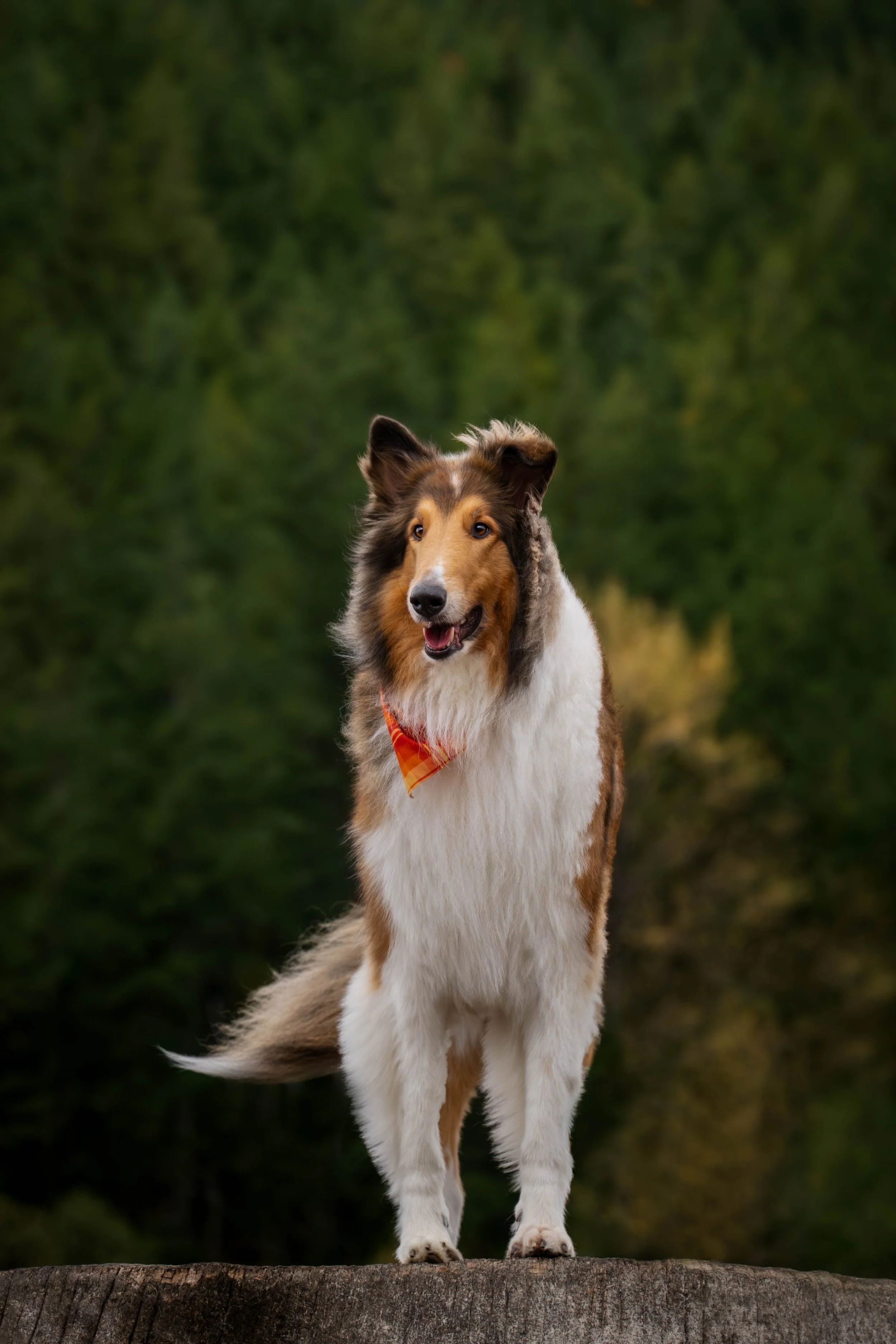 smooth collie photos, rough collie photos, seattle collie club, Seattle collies 