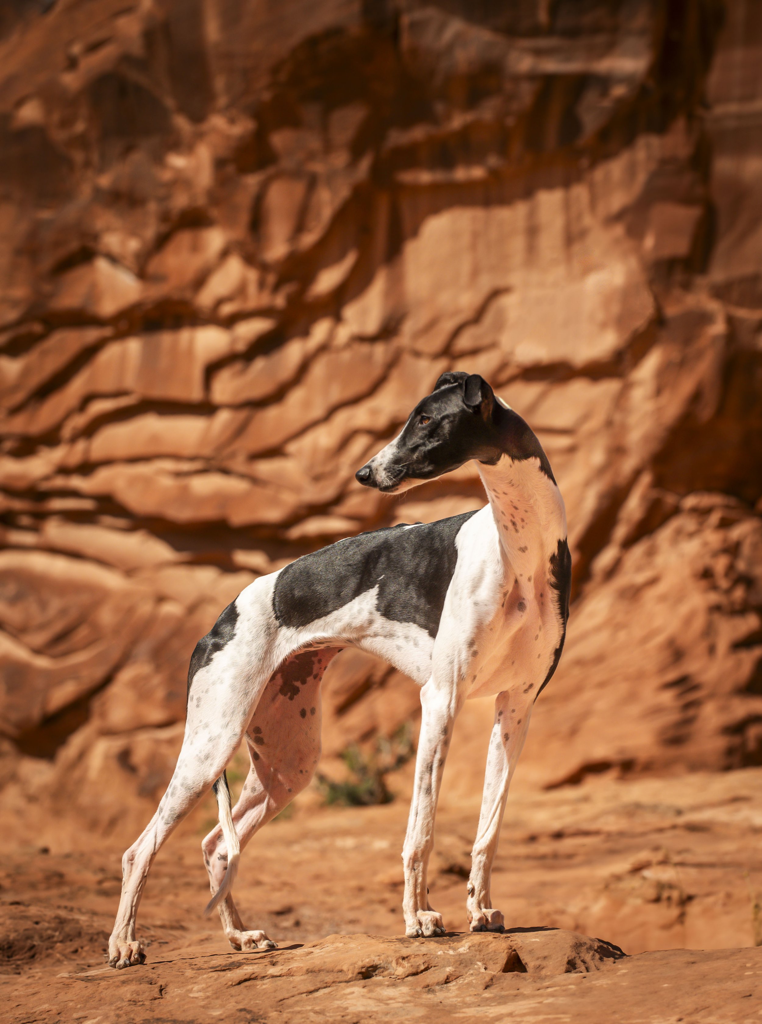 greyhound, sighthound photos, sighthound dog, moab utah dog photos 