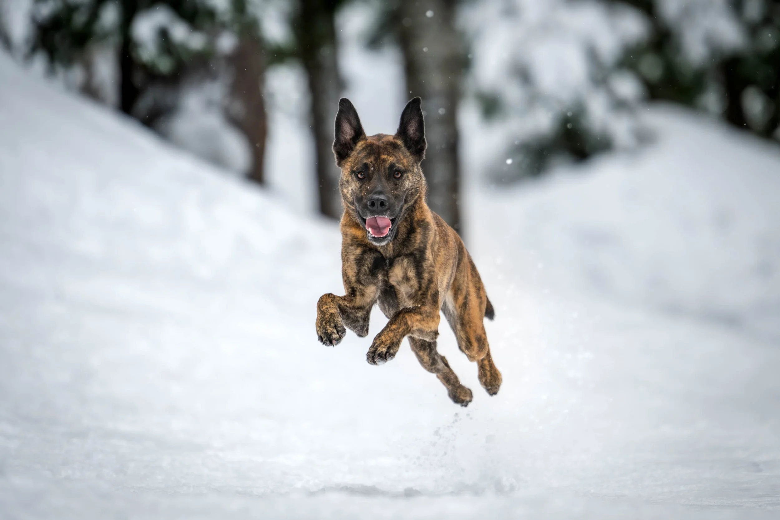 dog action photos, running photos, rescue dog photos, snoqualmie dog photographer