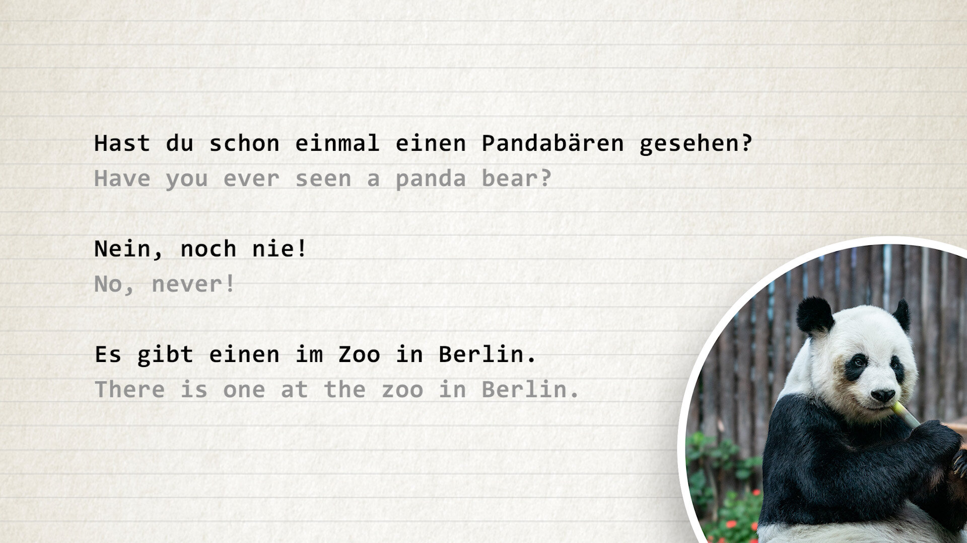 a-2-1-zoo-panda-berlin-german-course-11percent copy.jpg