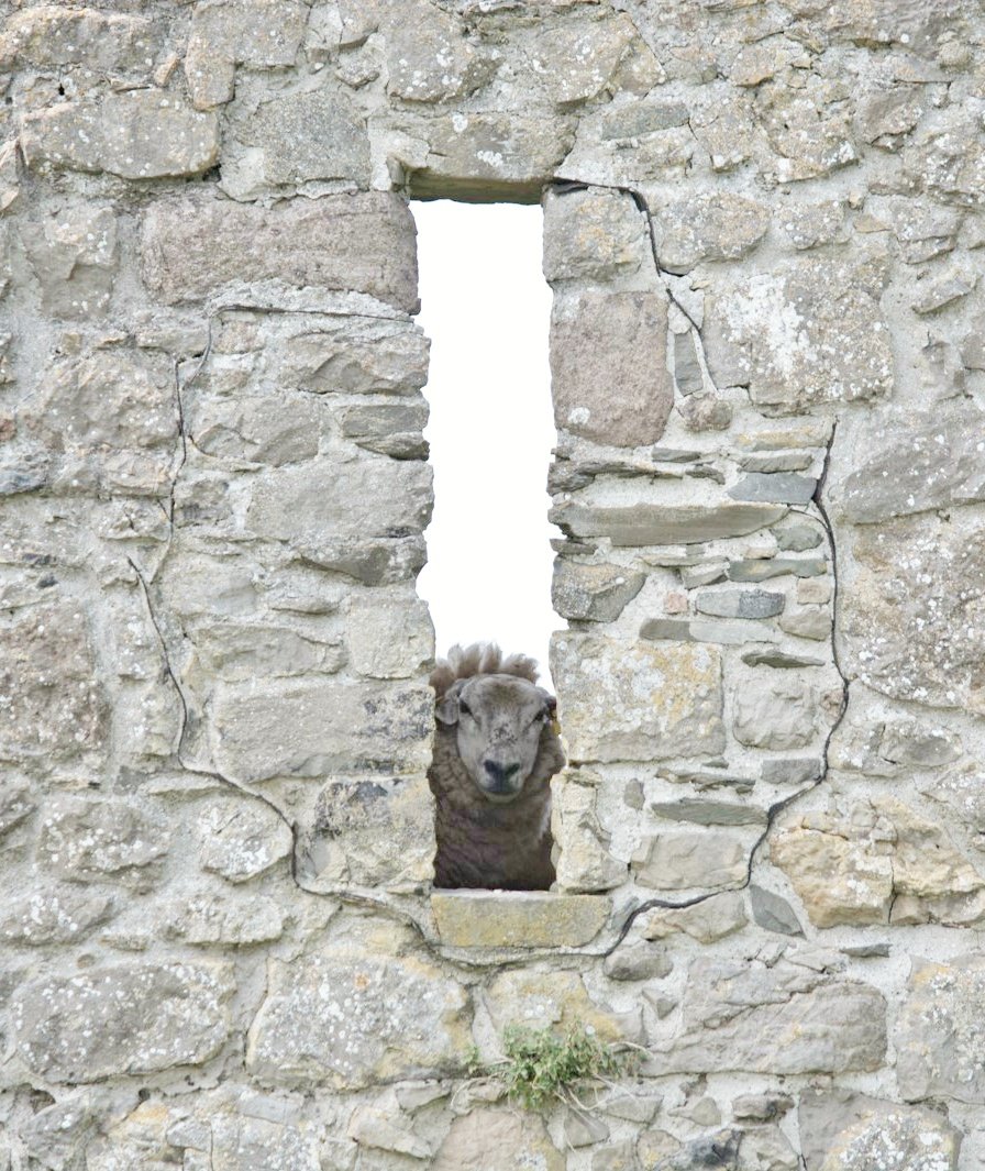 Roache Castle Sheep Window