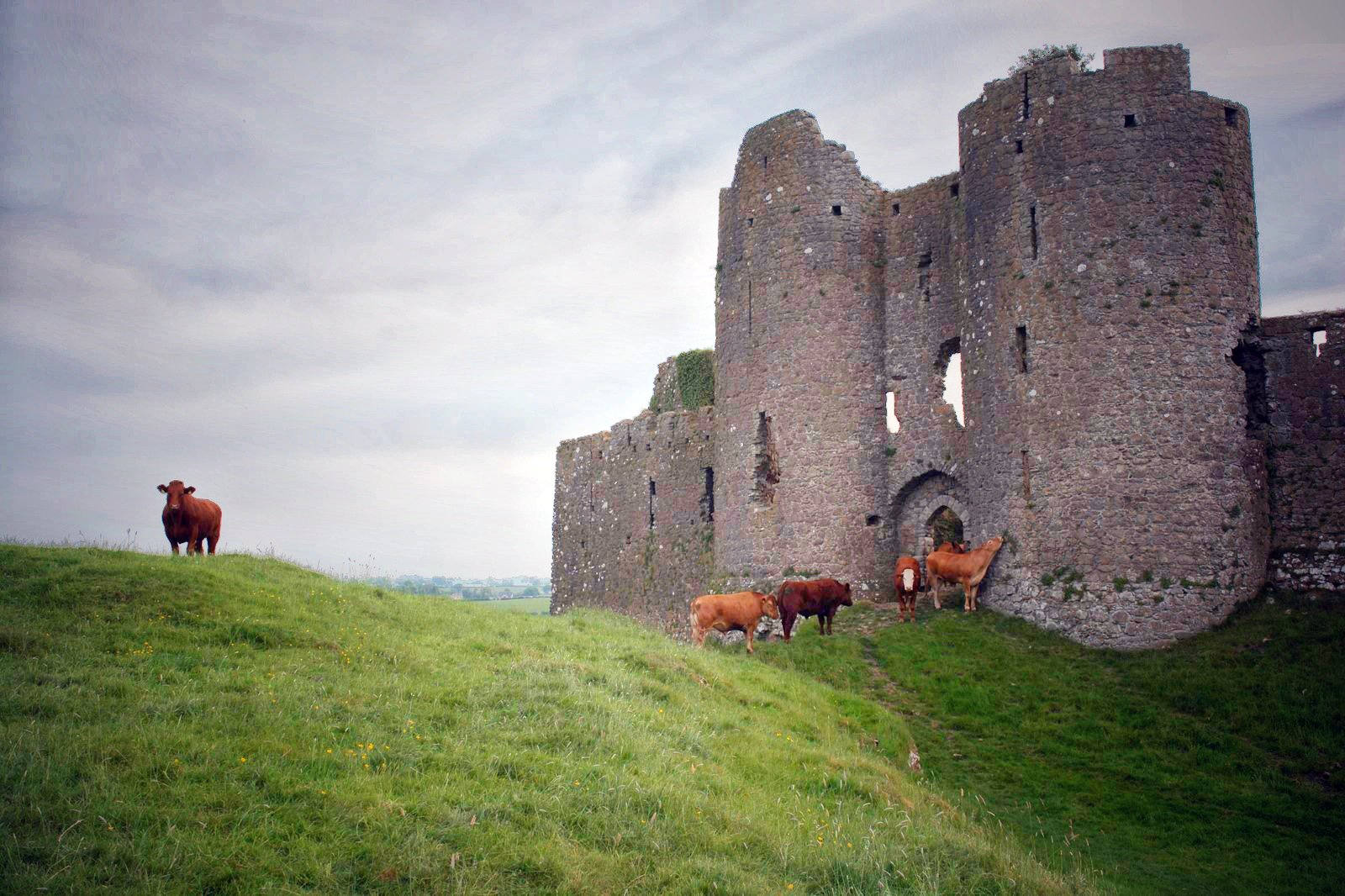 Roache Castle Cows