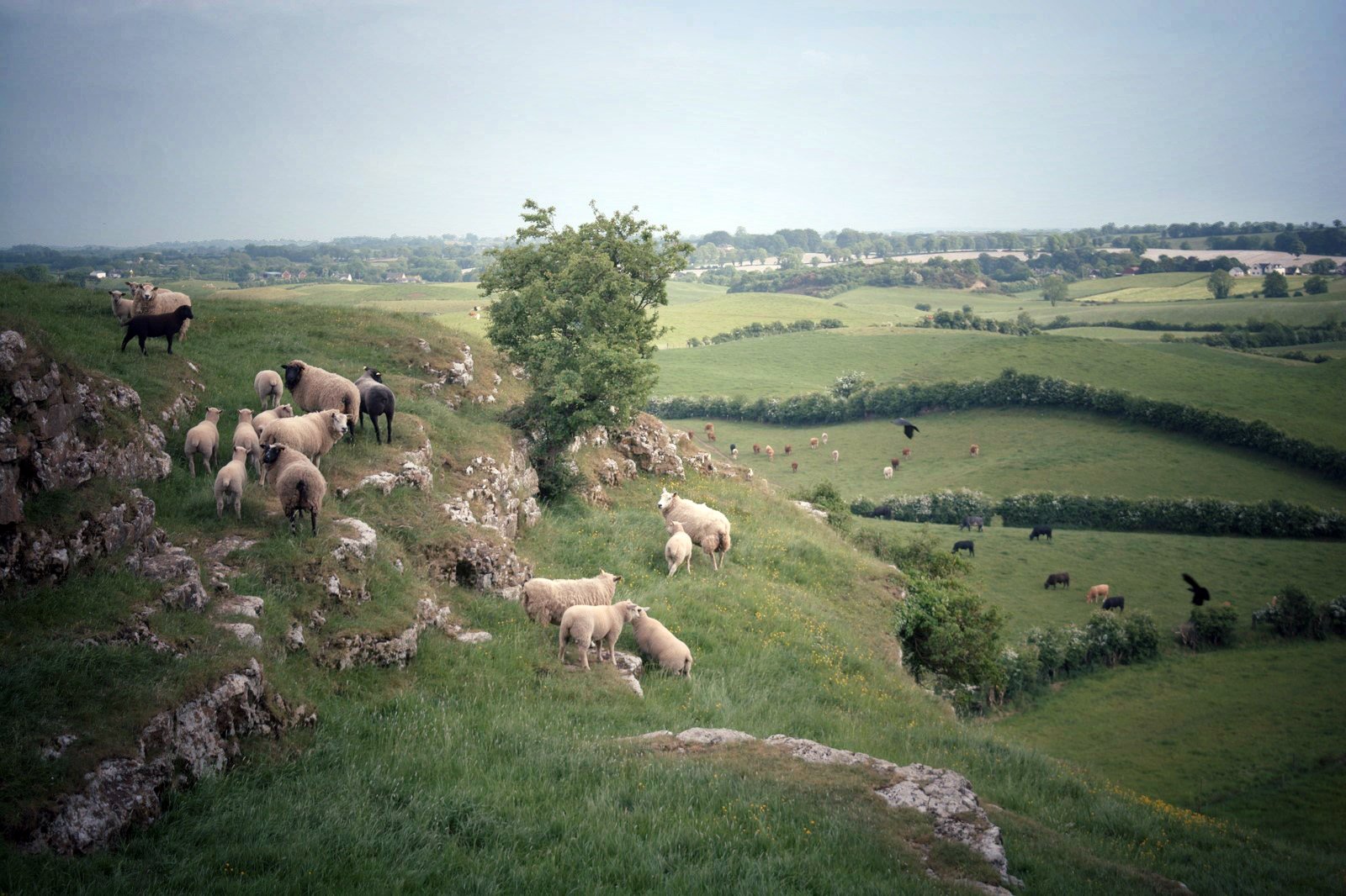 Roache Castle Sheep Outside