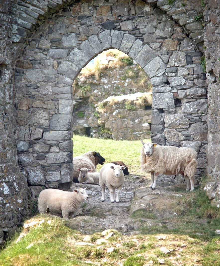 Roache Castle Sheep Door