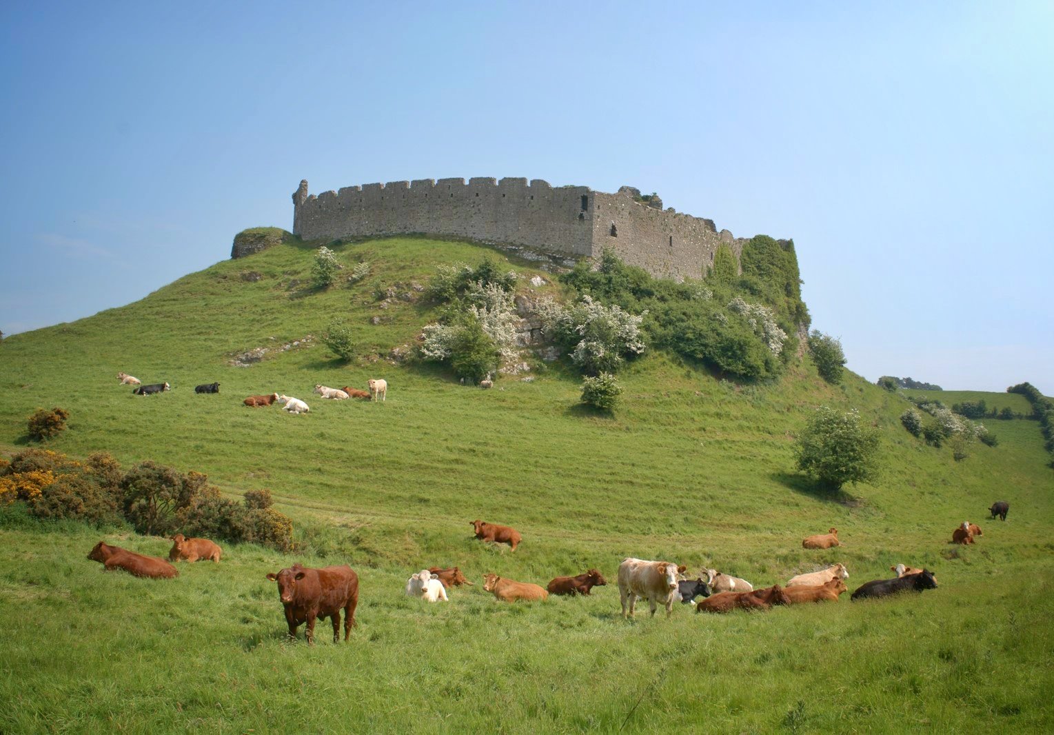 Roache Castle Cows Surround