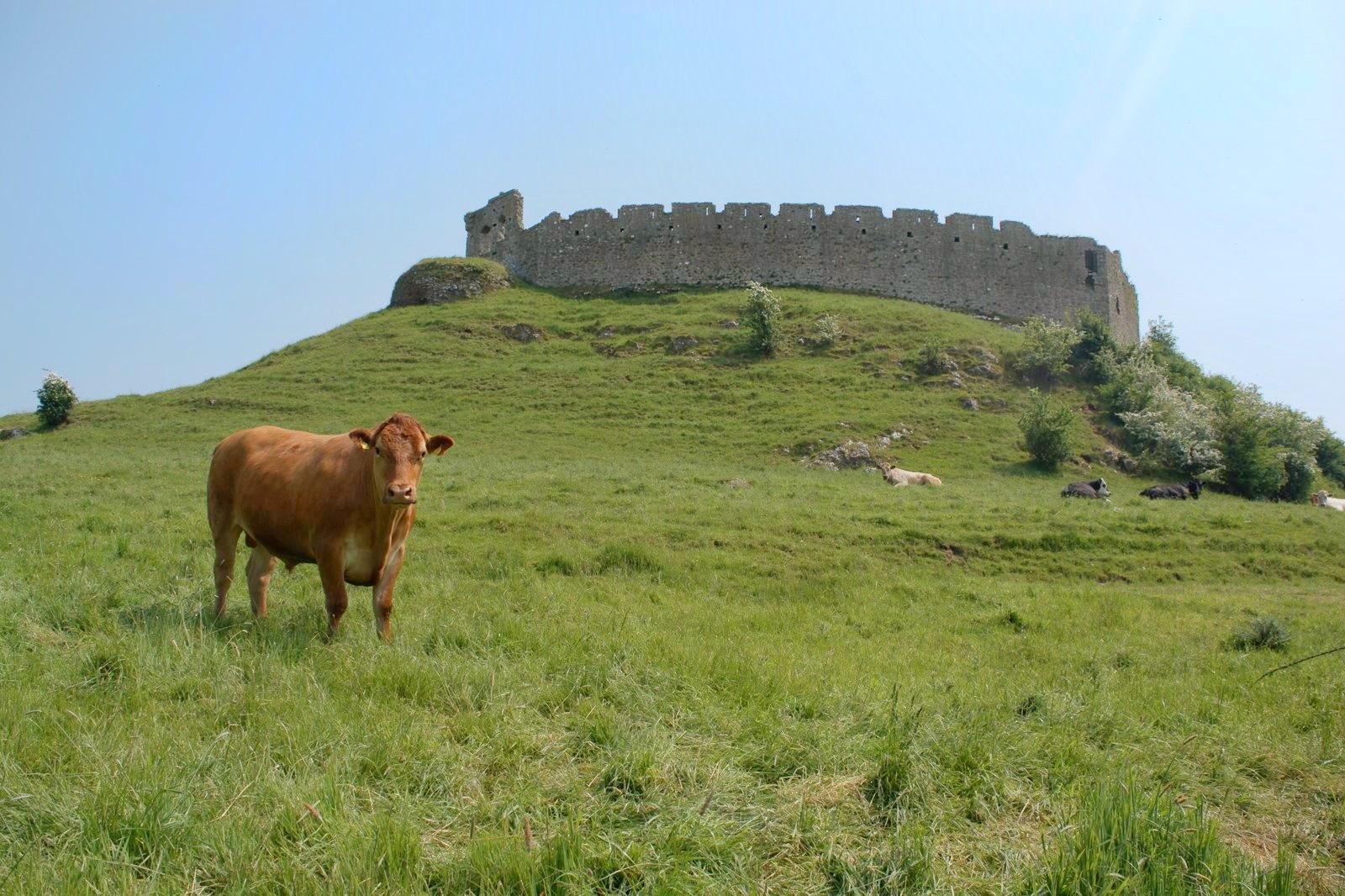 Roache Castle Cow