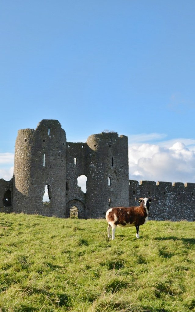 Roache Castle Goat