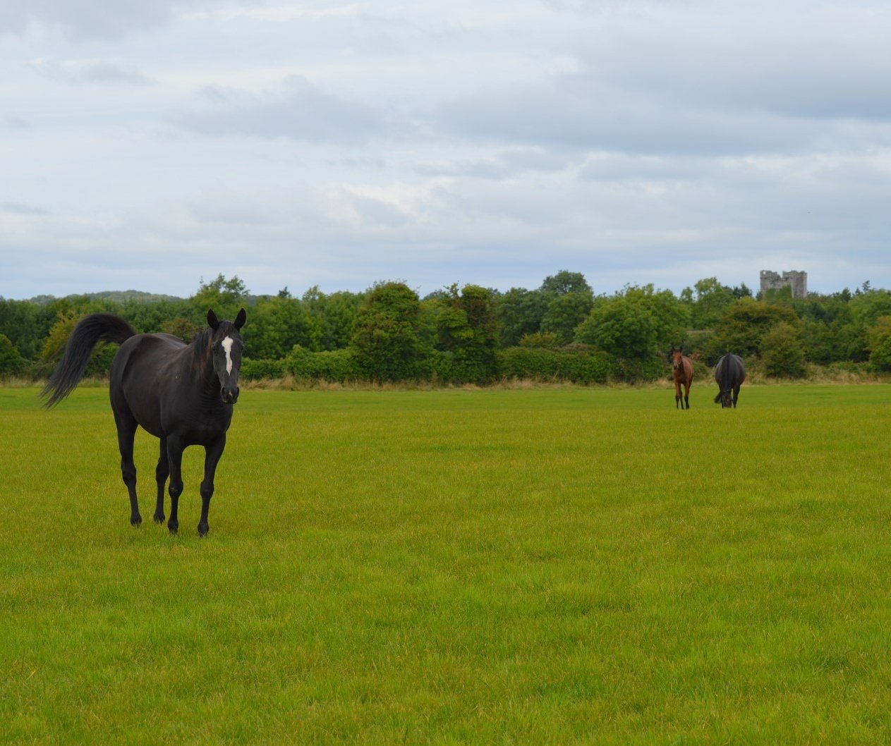 Dunmahon Castle 1