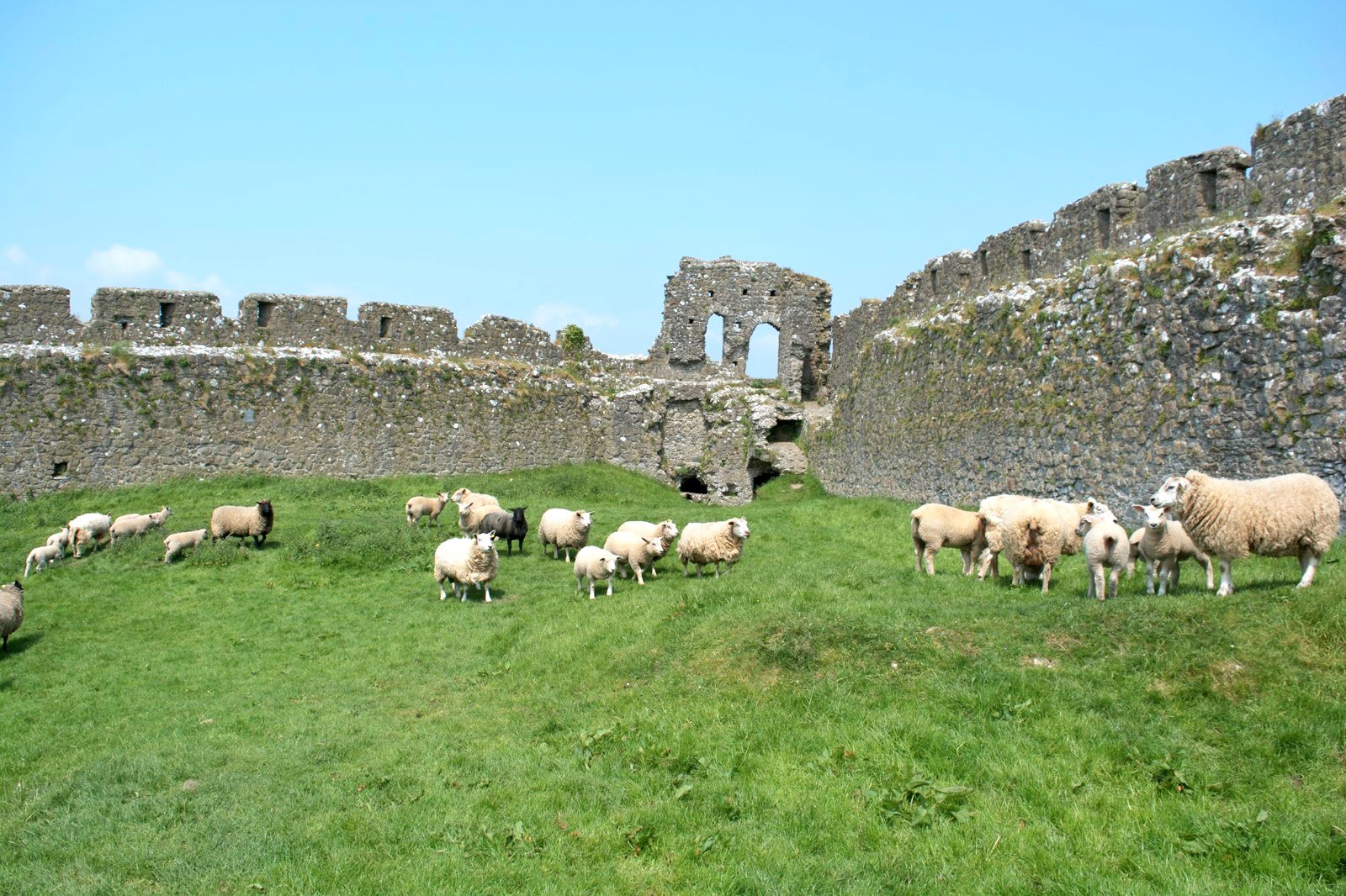 Roache Castle Sheep Inside