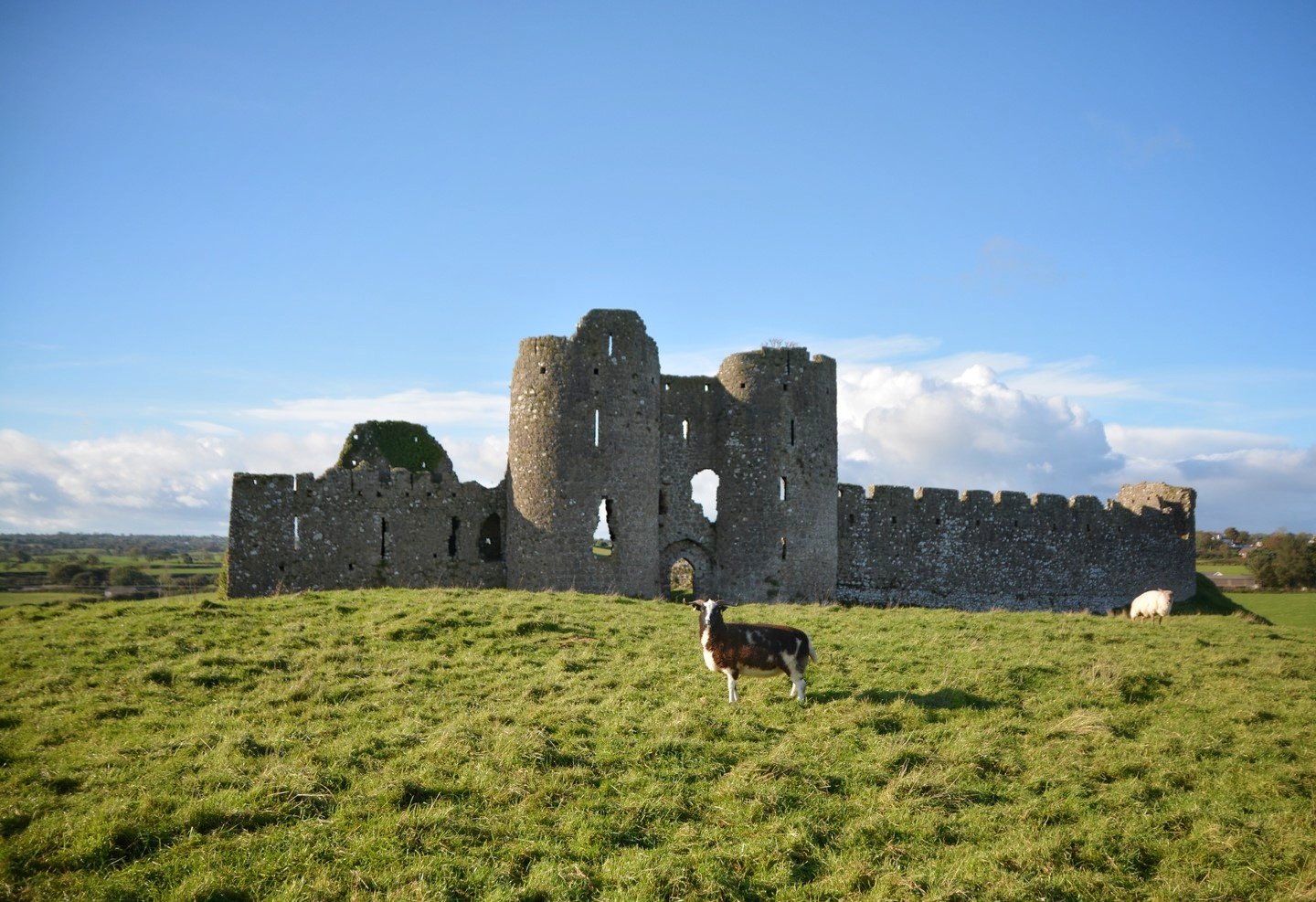 Roache Castle Goat 2