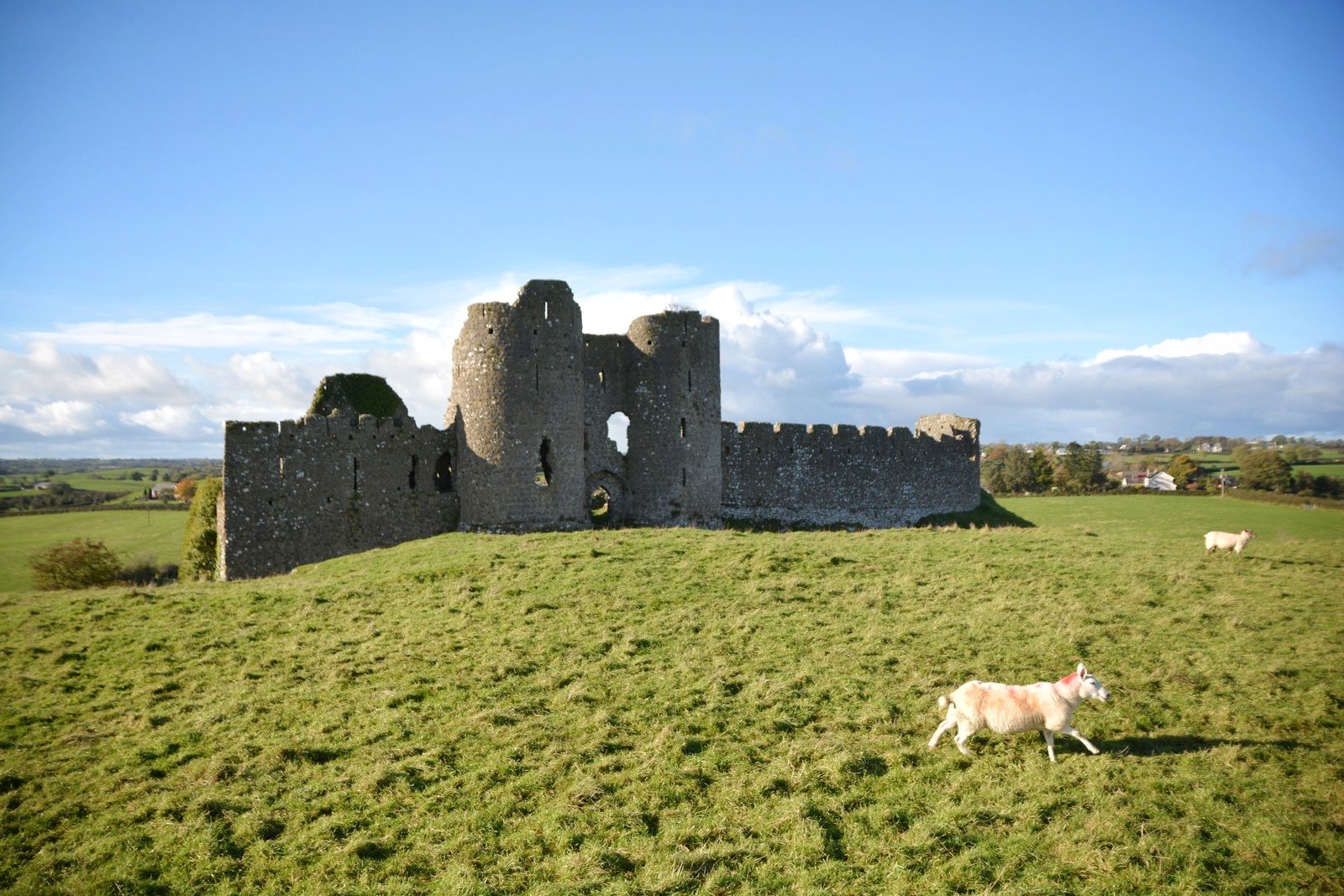 Roache Castle Sheep run
