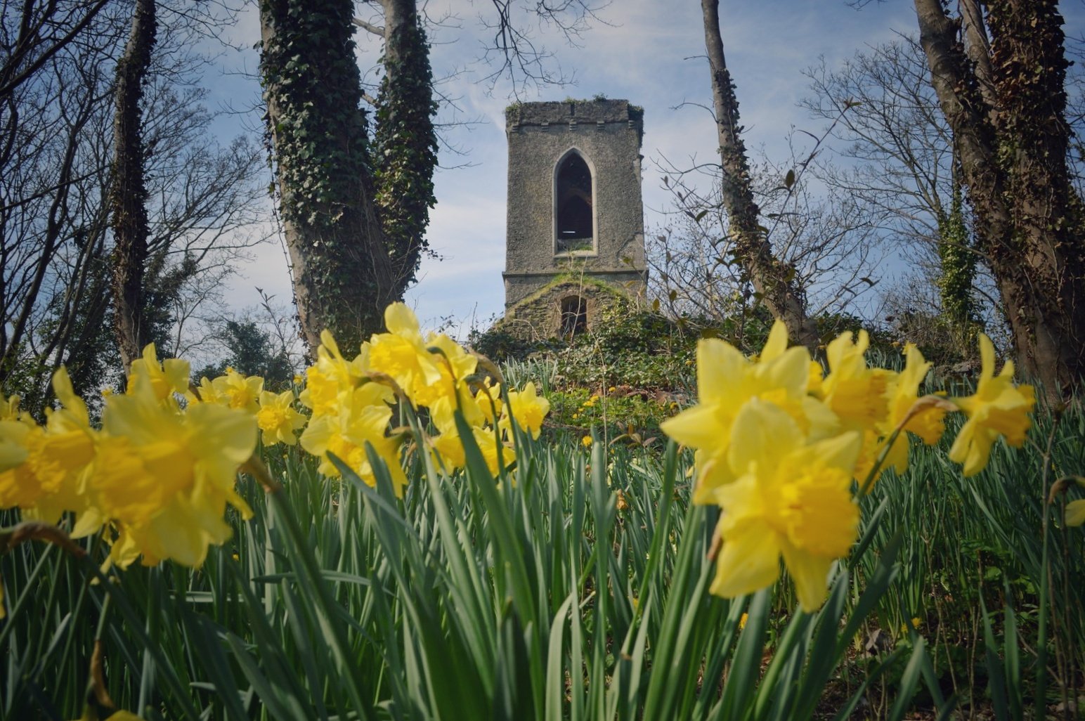 Tinley's Church Daffodils