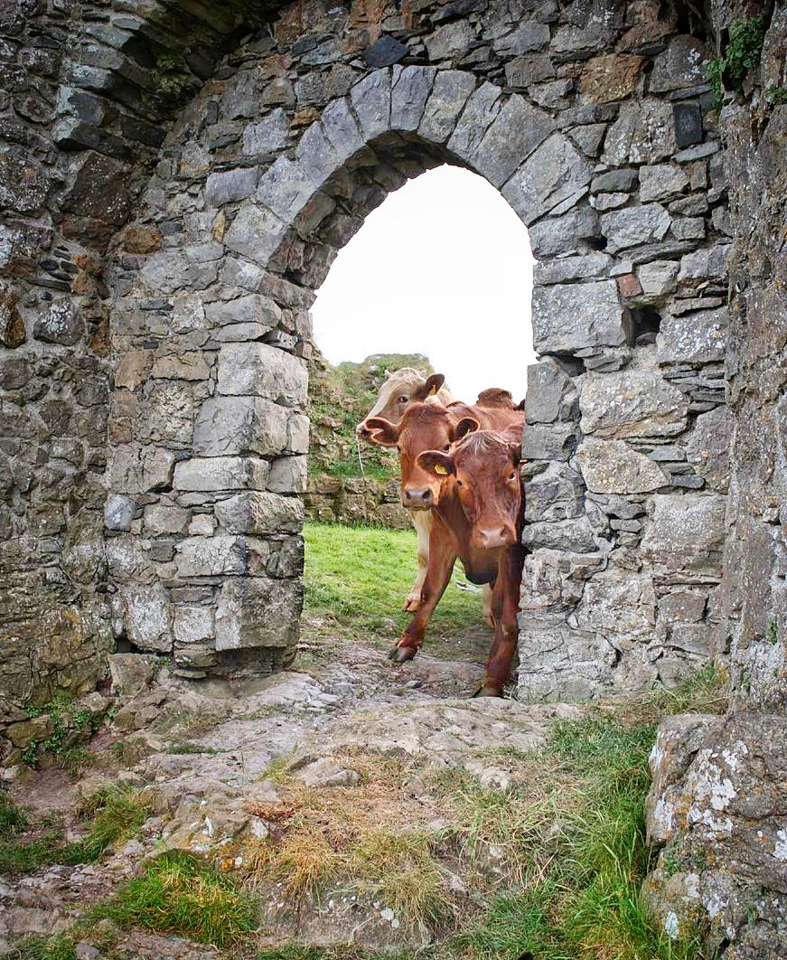 Roache Castle Cows Door