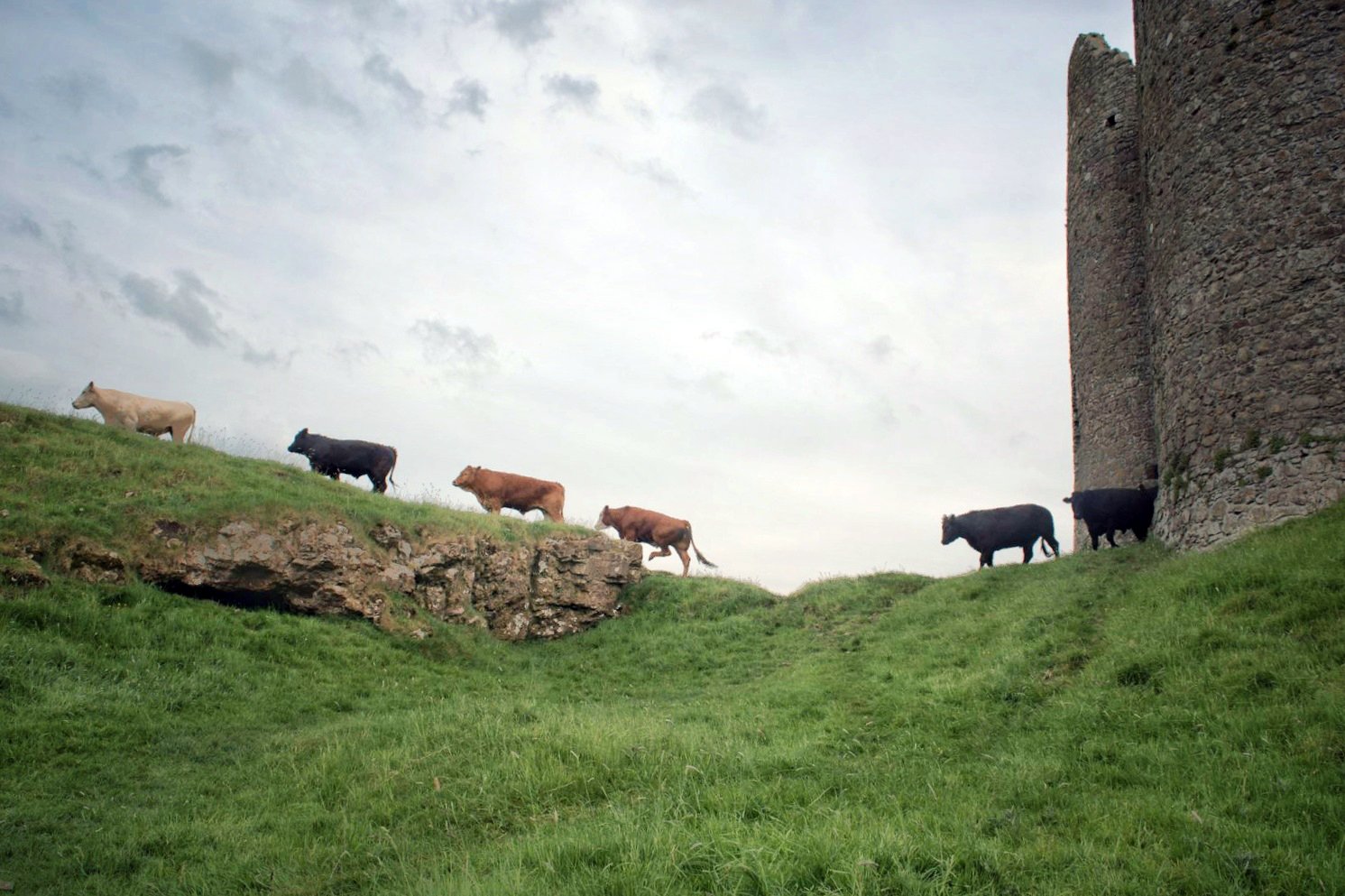 Roache Castle Cows Exit
