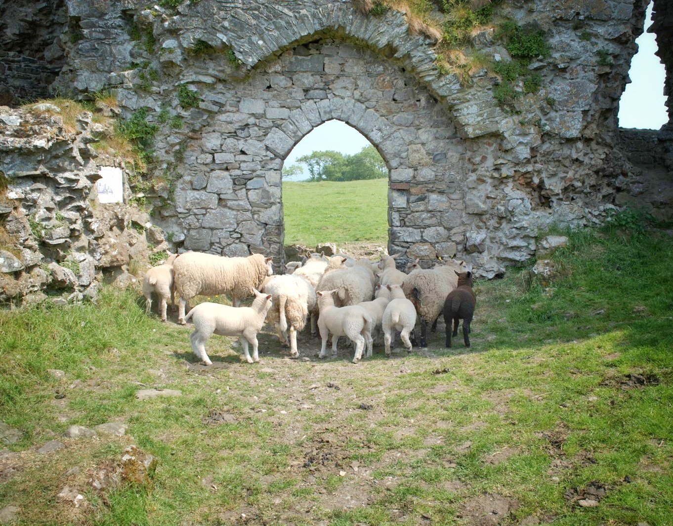 Roache Castle Sheep Exit