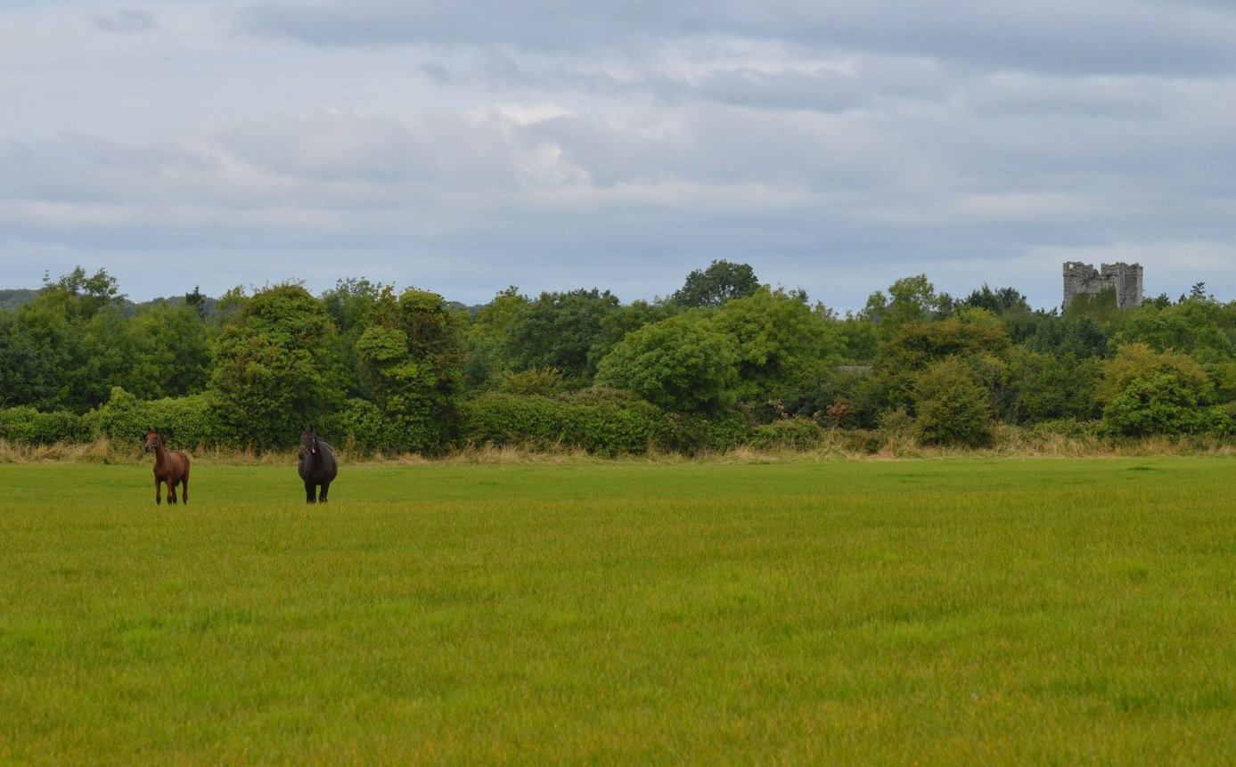 Dunmahon Castle Horses 2