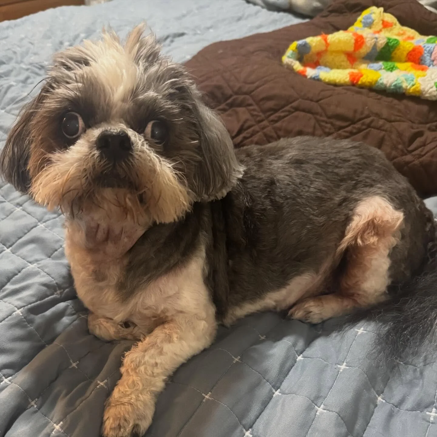 Hi to all my internet aunts and uncles! I wanted to give you an update on my test results! My doctor said my test results for my Cushings disease and liver function all came back good - nothing has changed or gotten worse. I get to stay on low dose m