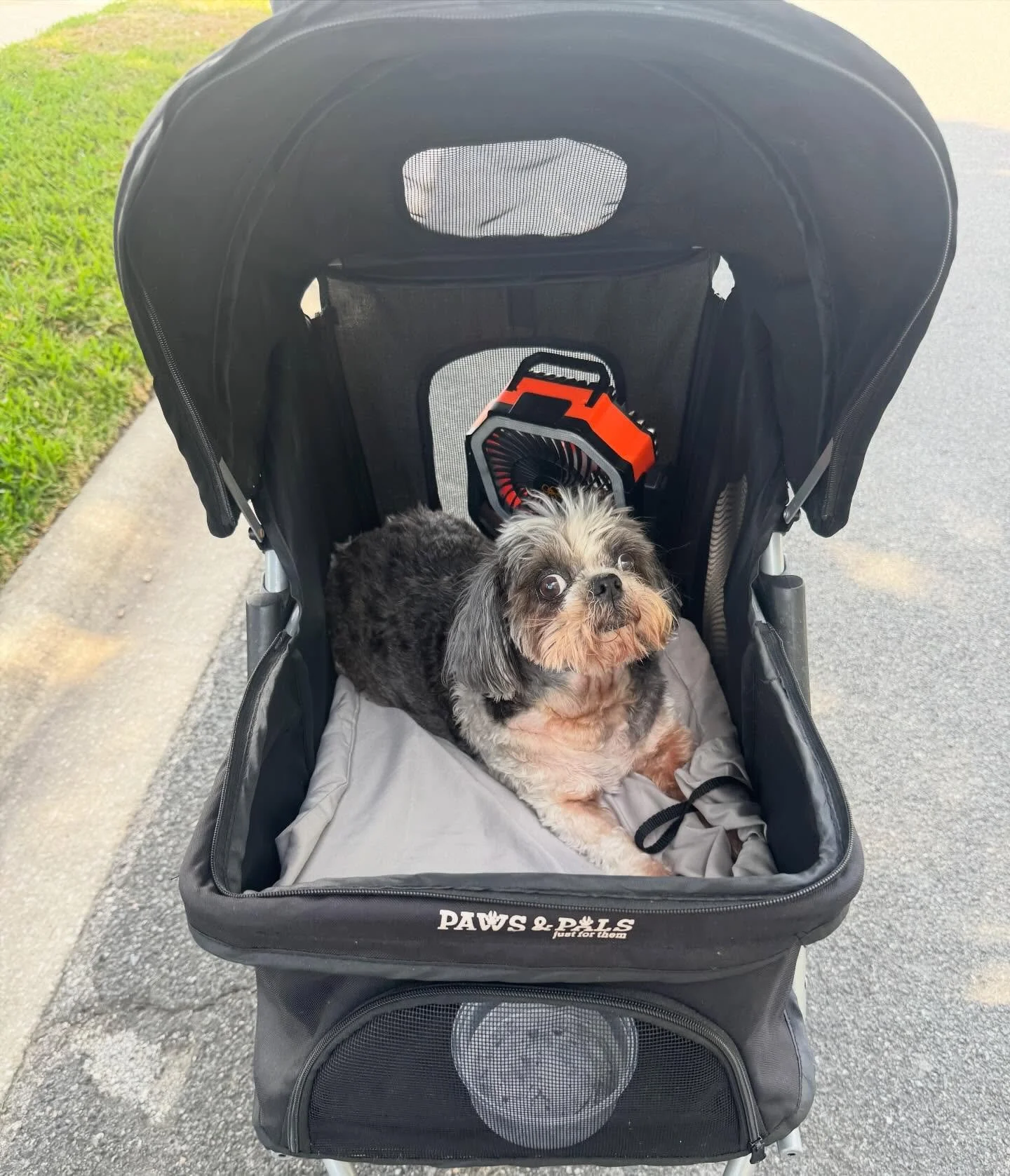 Ducky had a great walk today. He doesn&rsquo;t know why mom is so hot and tired afterward. 🤣