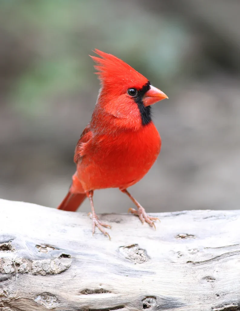 Northern-Cardinal_Mike-Parr_AmericanBirdConservancy-793x1024.webp