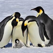 Penguin Bracelet