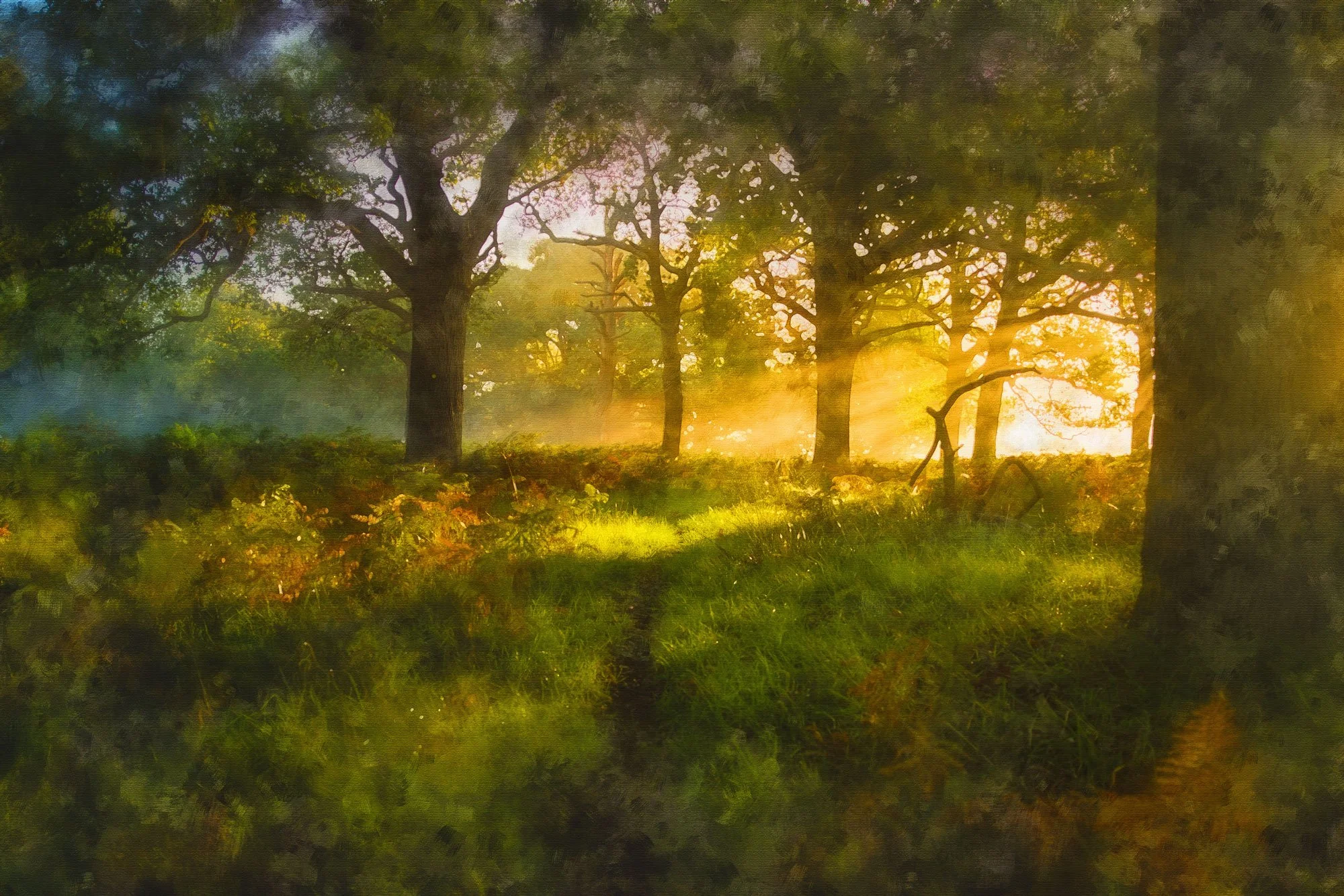 Sunlight filtering through trees in a forest, with a grassy path in the foreground.