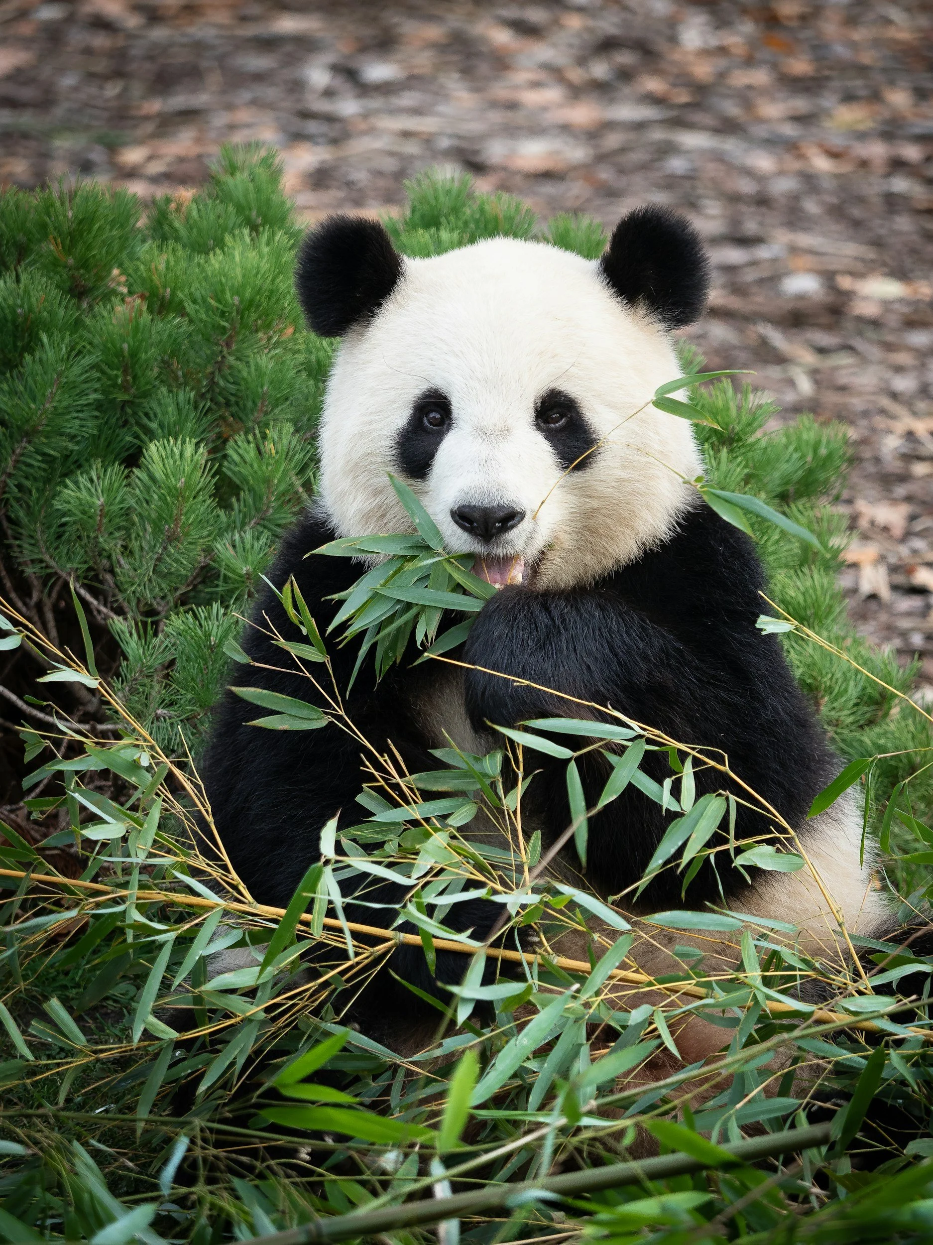 Panda Express Fundraiser Night
