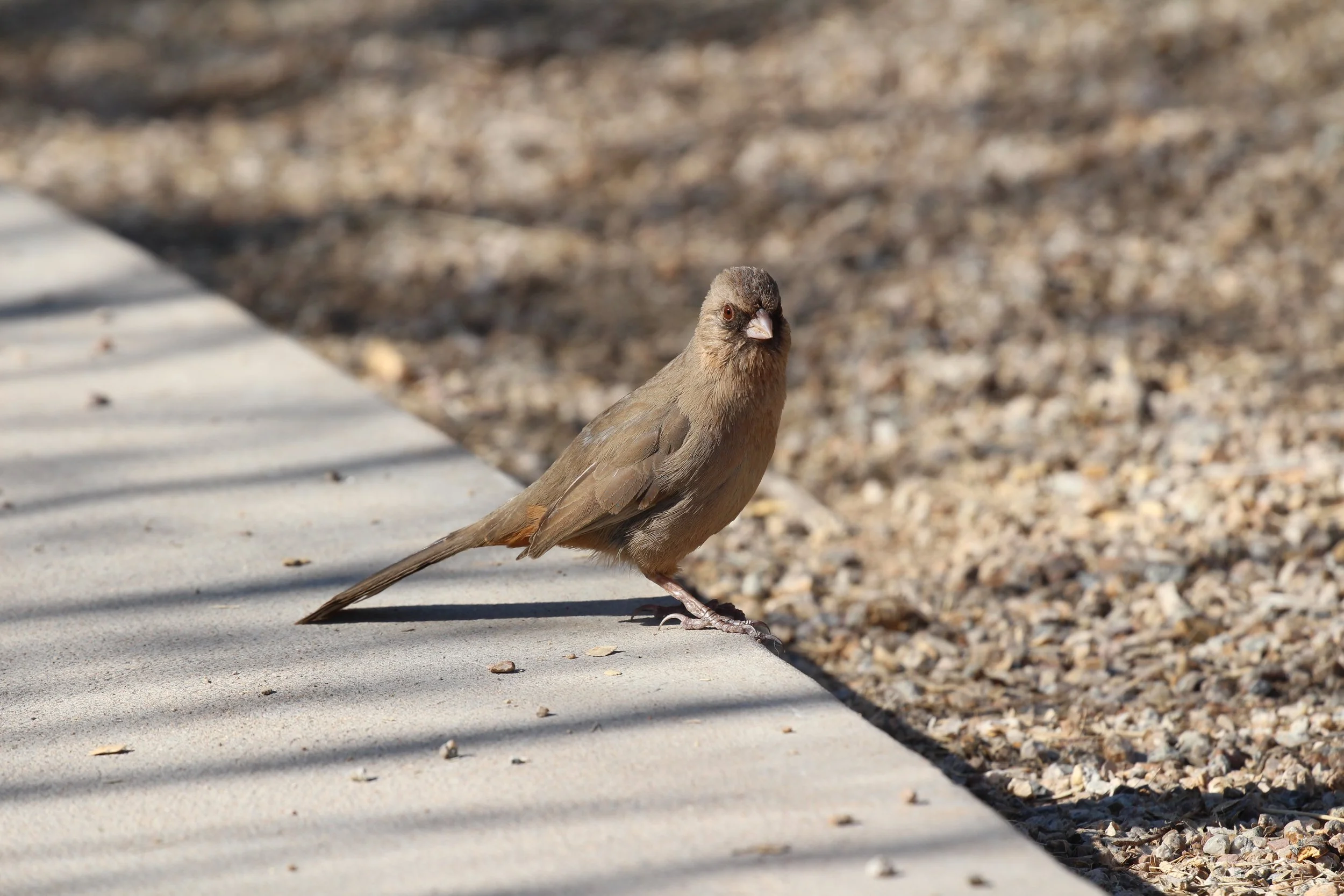 albert's towhee