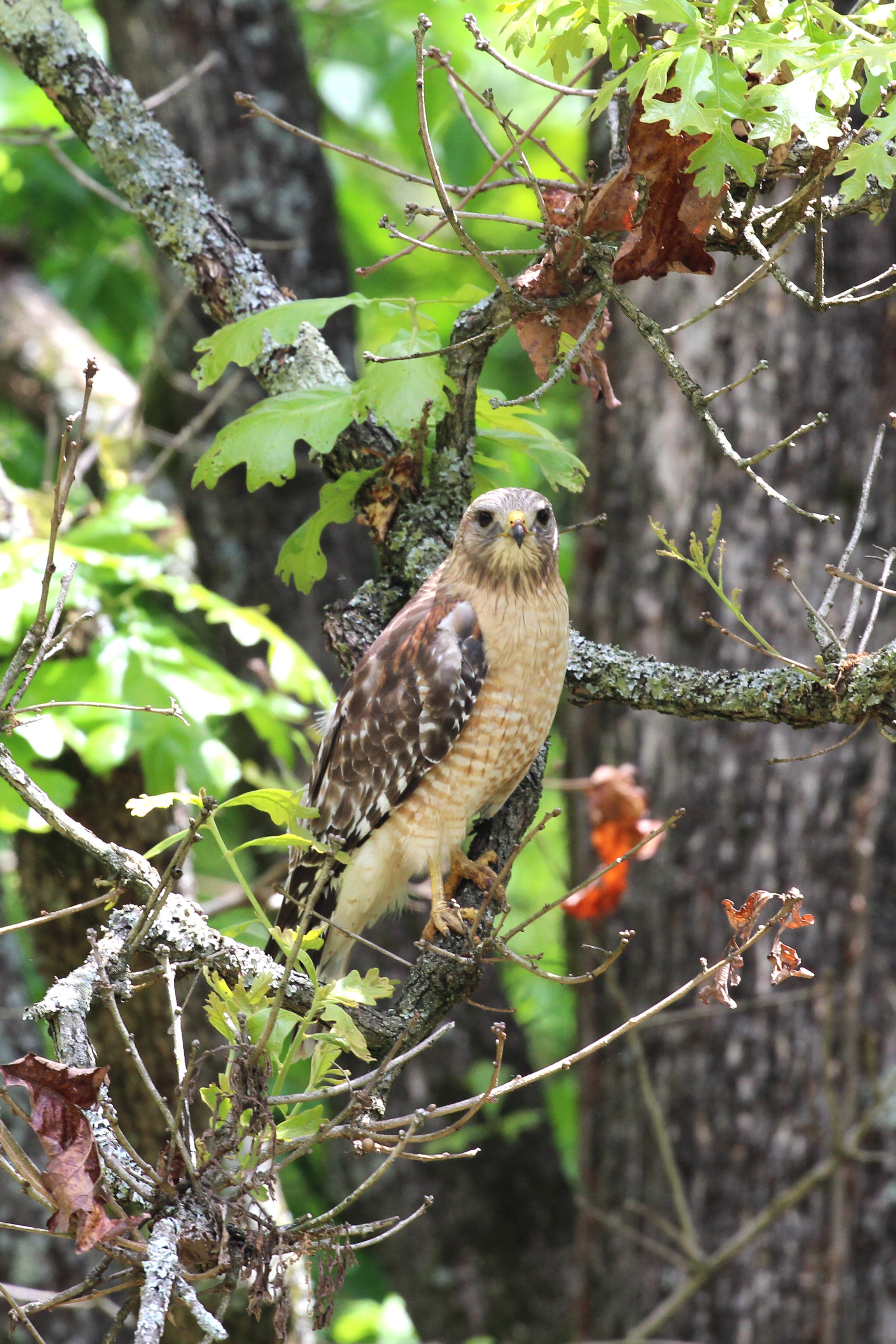 red shouldered hawk