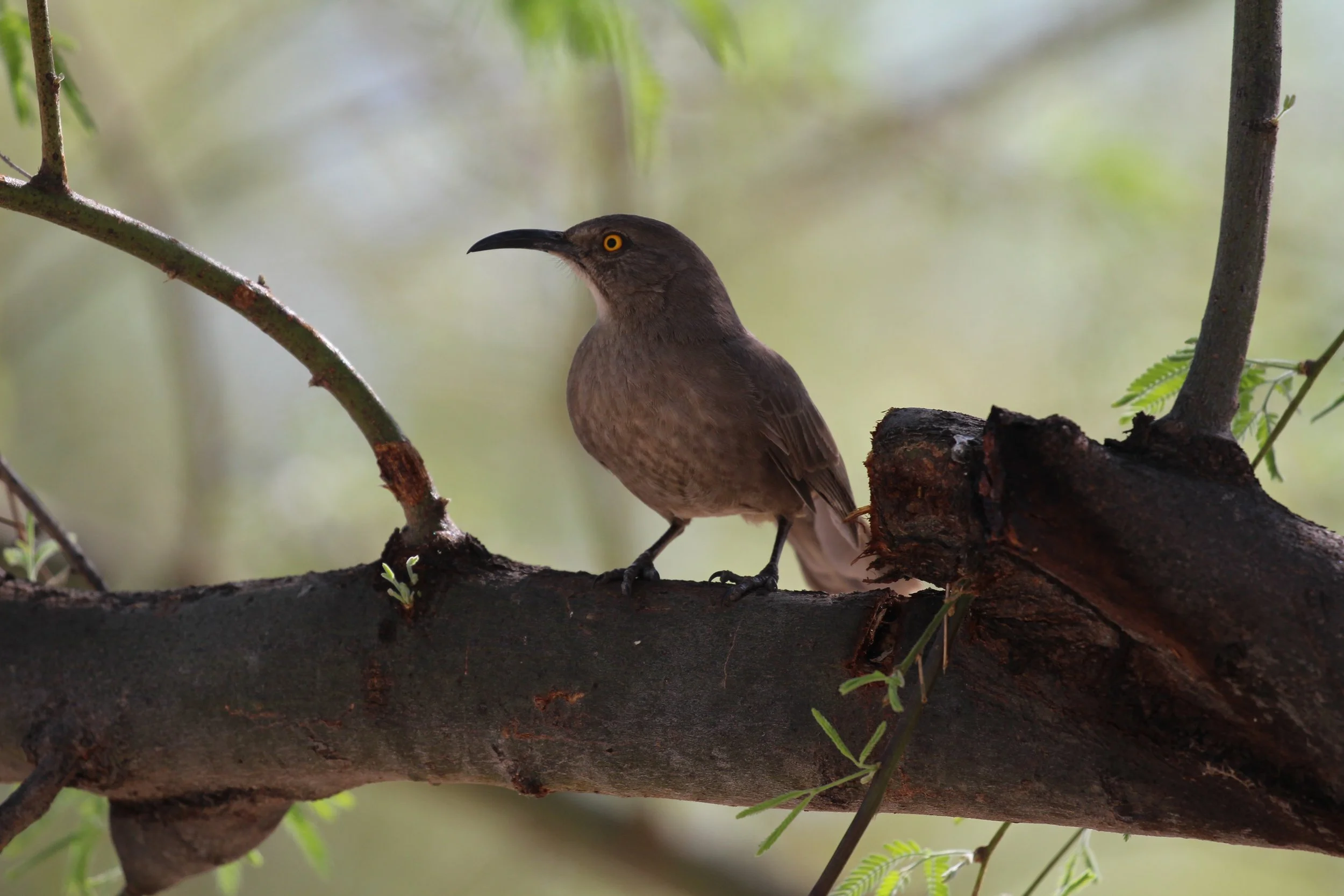 curve billed thrasher