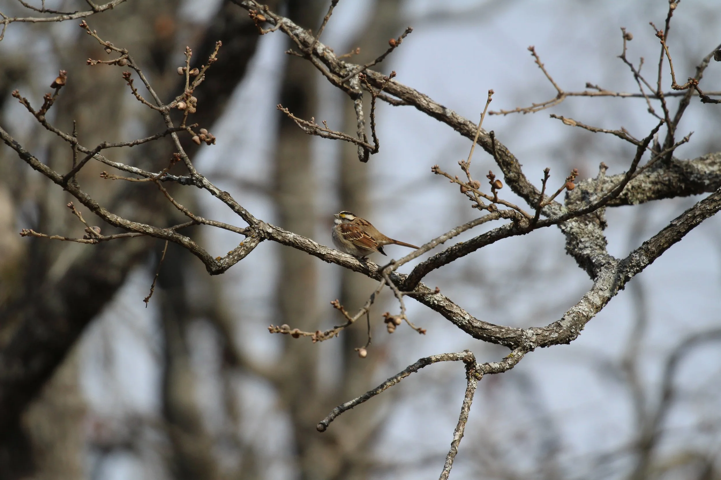 white throated sparrow