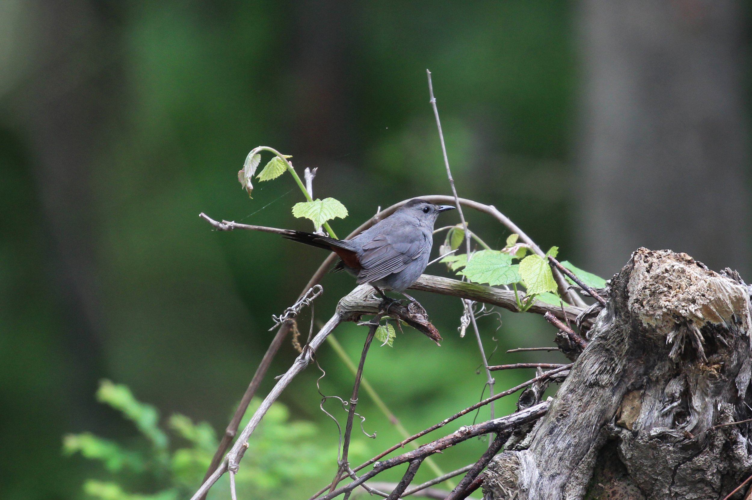 gray catbird