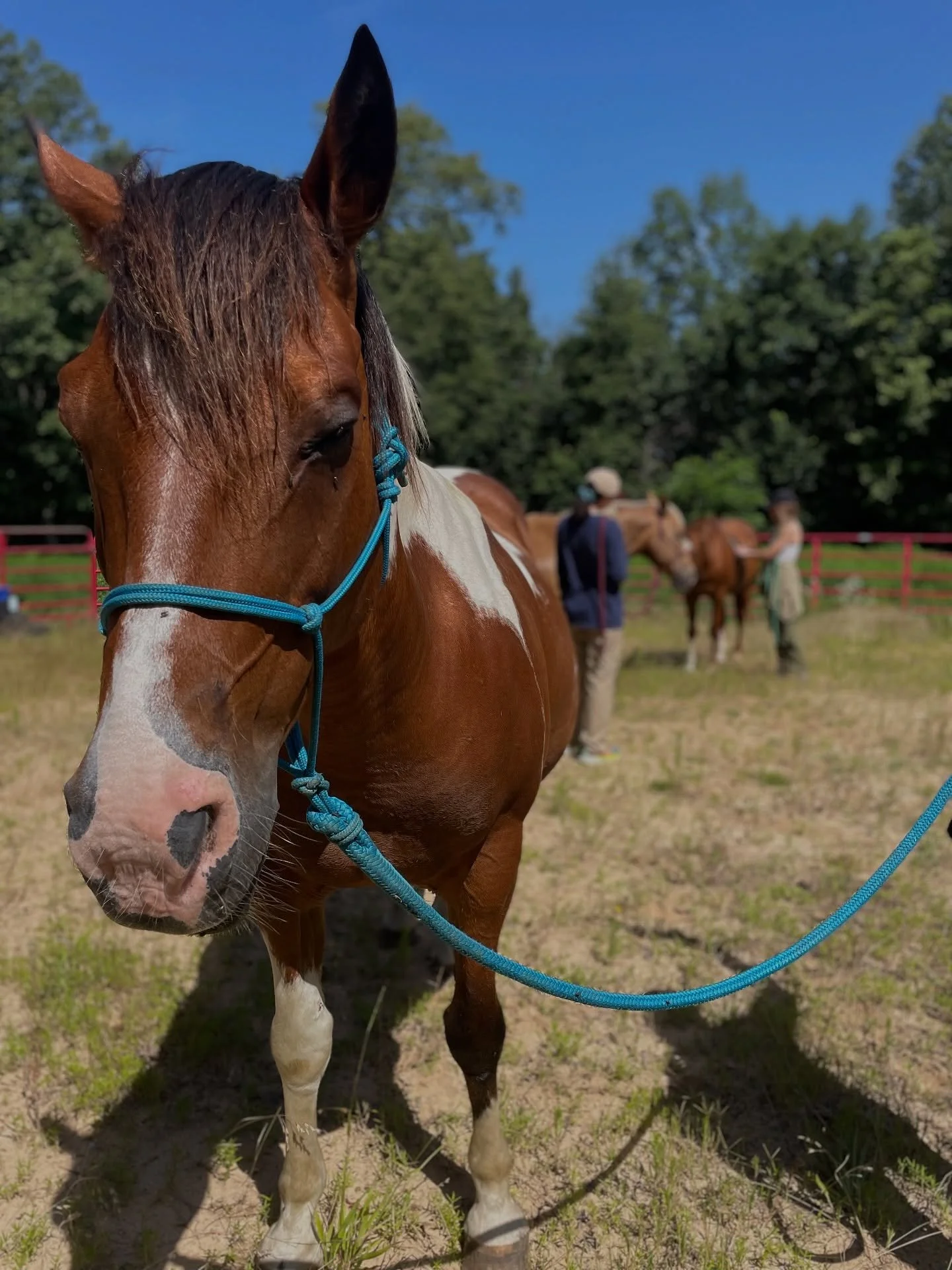 🐴✨ At Community Day you&rsquo;ll have the chance to connect with these gentle beings in a unique way:

🌱 Grooming and tending with care
🌀 Heart-coherence practices to sync your rhythm with theirs
🪶 Quiet moments of presence, trust, and healing

K