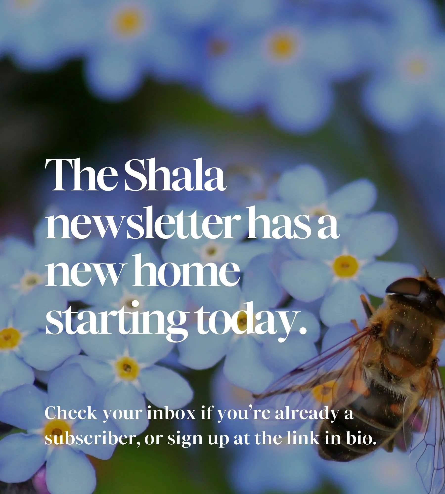 Our newsletter has moved platforms today. 🐝✨
And it&rsquo;s feeling fresh, a little more alive, and still very much us. 🪷

If you&rsquo;re subscribed, keep an eye on your inbox today 👀
(And maybe drag us into your primary tab so we don&rsquo;t get