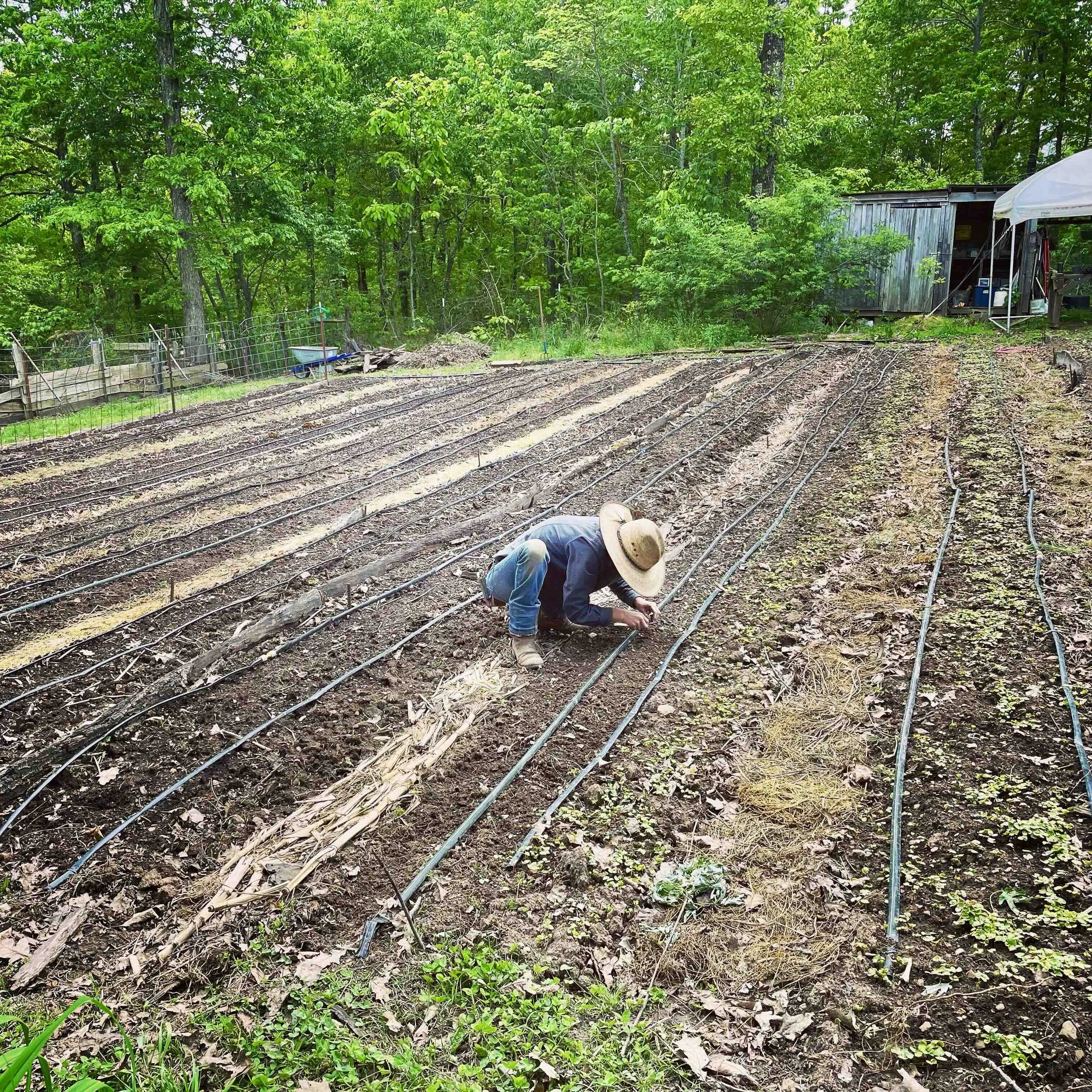 A person wearing a wide-brimmed hat working on a garden with multiple rows of drip irrigation lines, surrounded by green trees and a shed in the background.