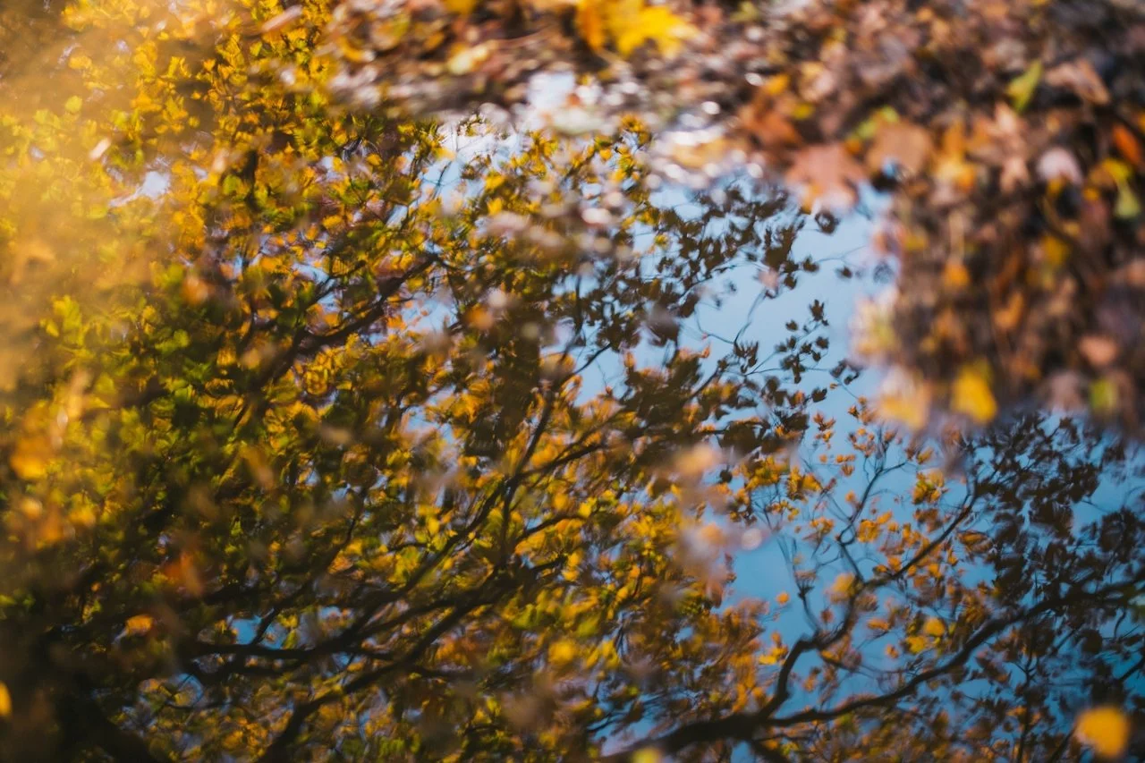 Reflection of autumn-colored leaves and branches in a puddle of water on the ground