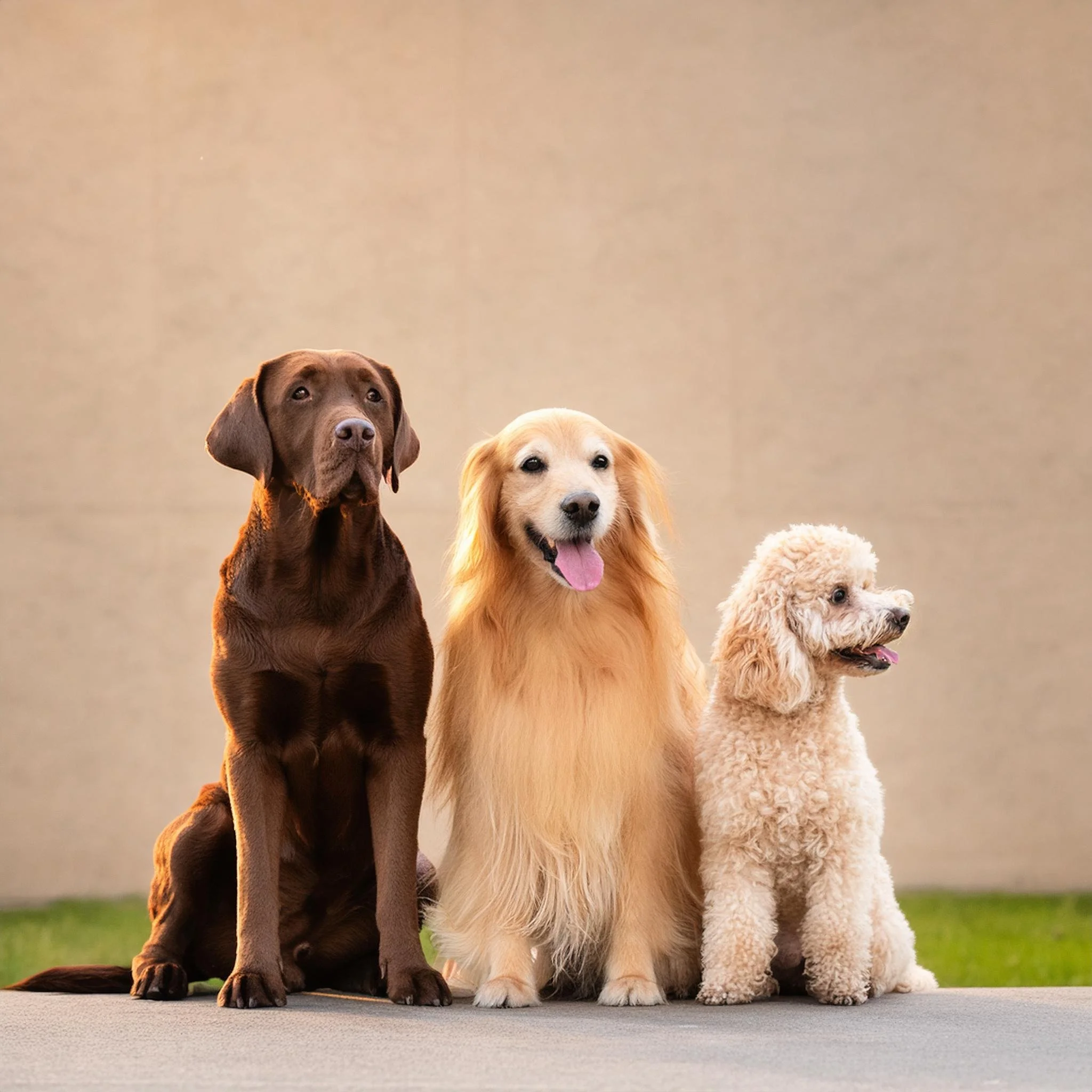 Labrador Retriever Best Dog Breeds For Pets Best Dog Breeds For