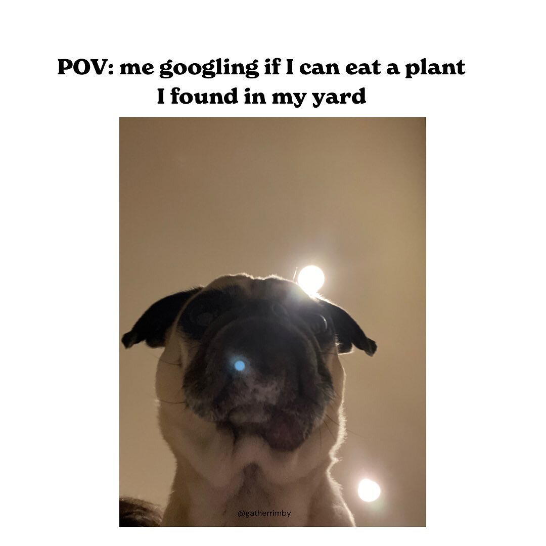 I&rsquo;m scared of the angles my phone has seen me from 💀
.
.
.
.
#pov #memes #meme #cani #foraging #foragedfood #pug #google #healthcare #freehealthcare #tinyhouse #tinyhousemovement #community #food #pugs #humanrights #slowliving #mindfulliving