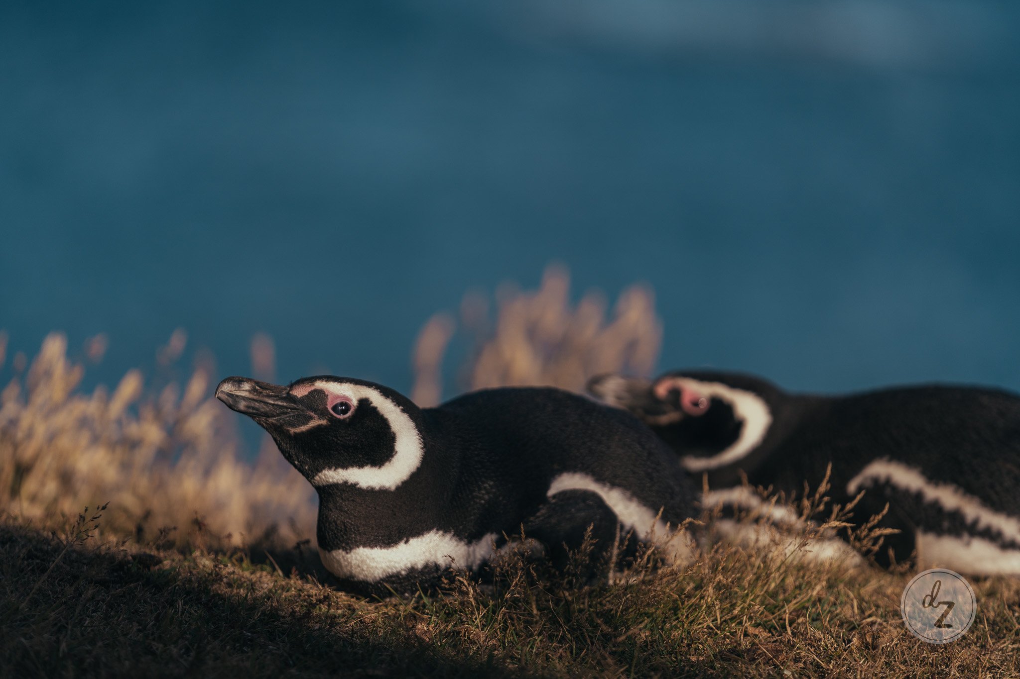 dave-zaple-antarctic-expedition-photography-magellanic-penguin-lying.jpg