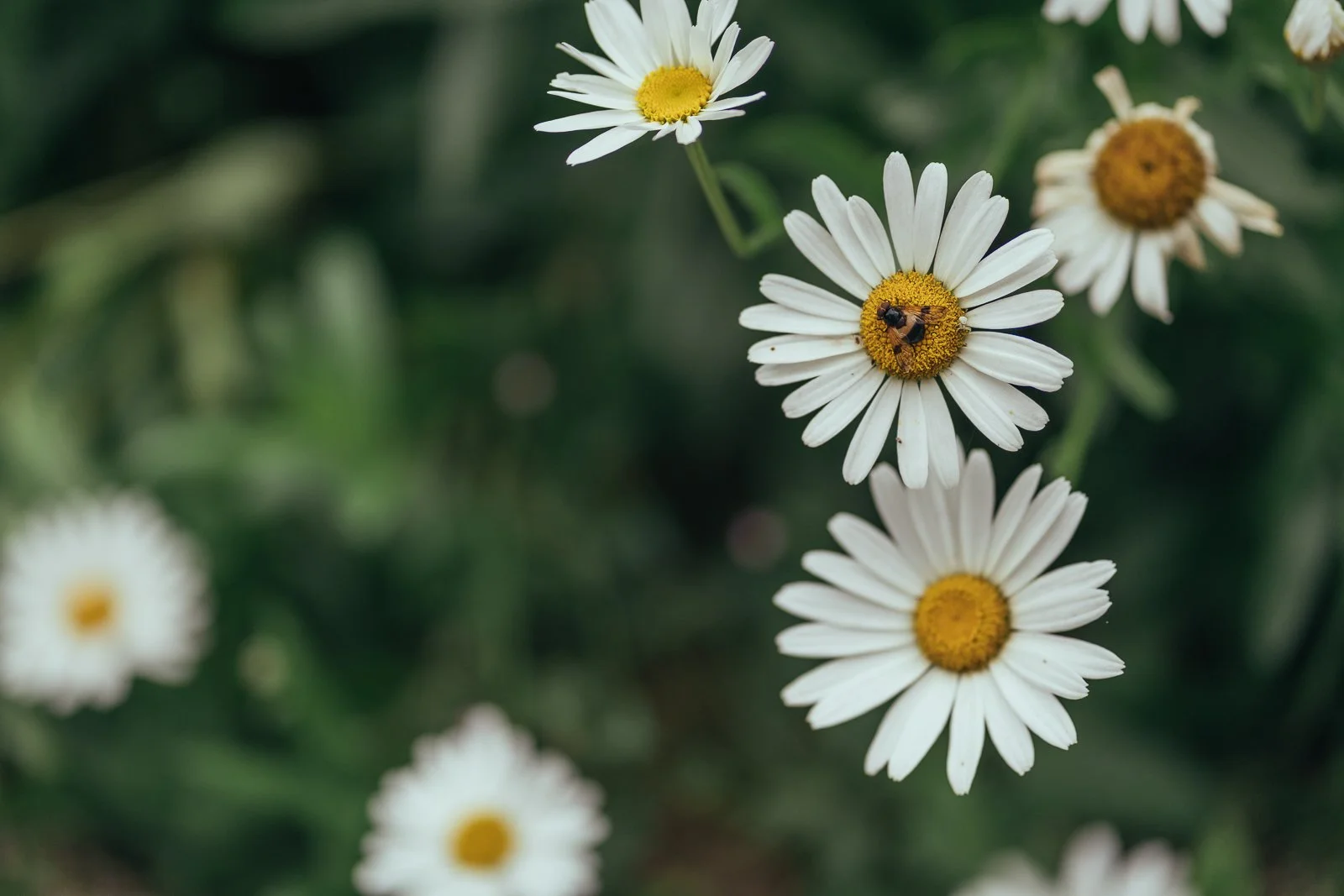 Multiple white daisies with yellow centers on green foliage, with one bee on a daisy in the center.