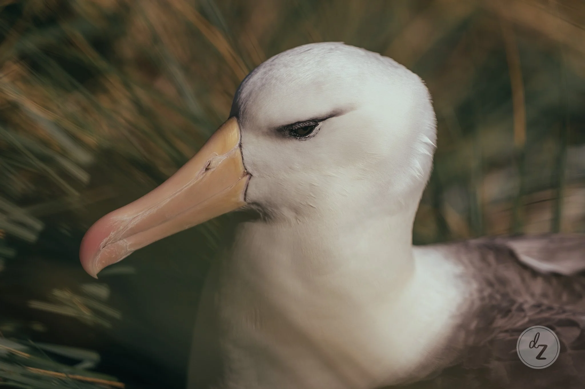 dave-zaple-antarctic-expedition-photography-albatross-close-up.jpg