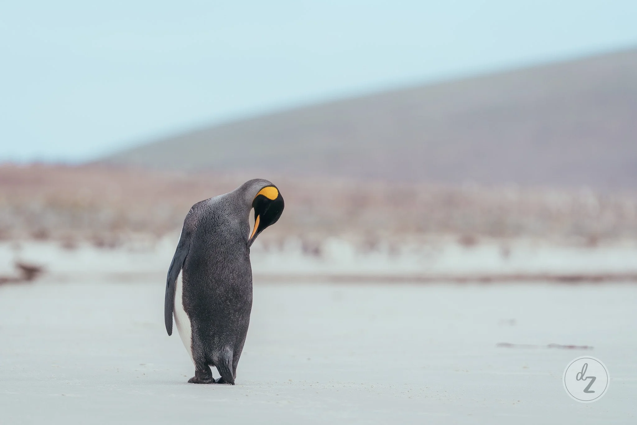 dave-zaple-antarctic-expedition-photography-king-penguin-beach.jpg