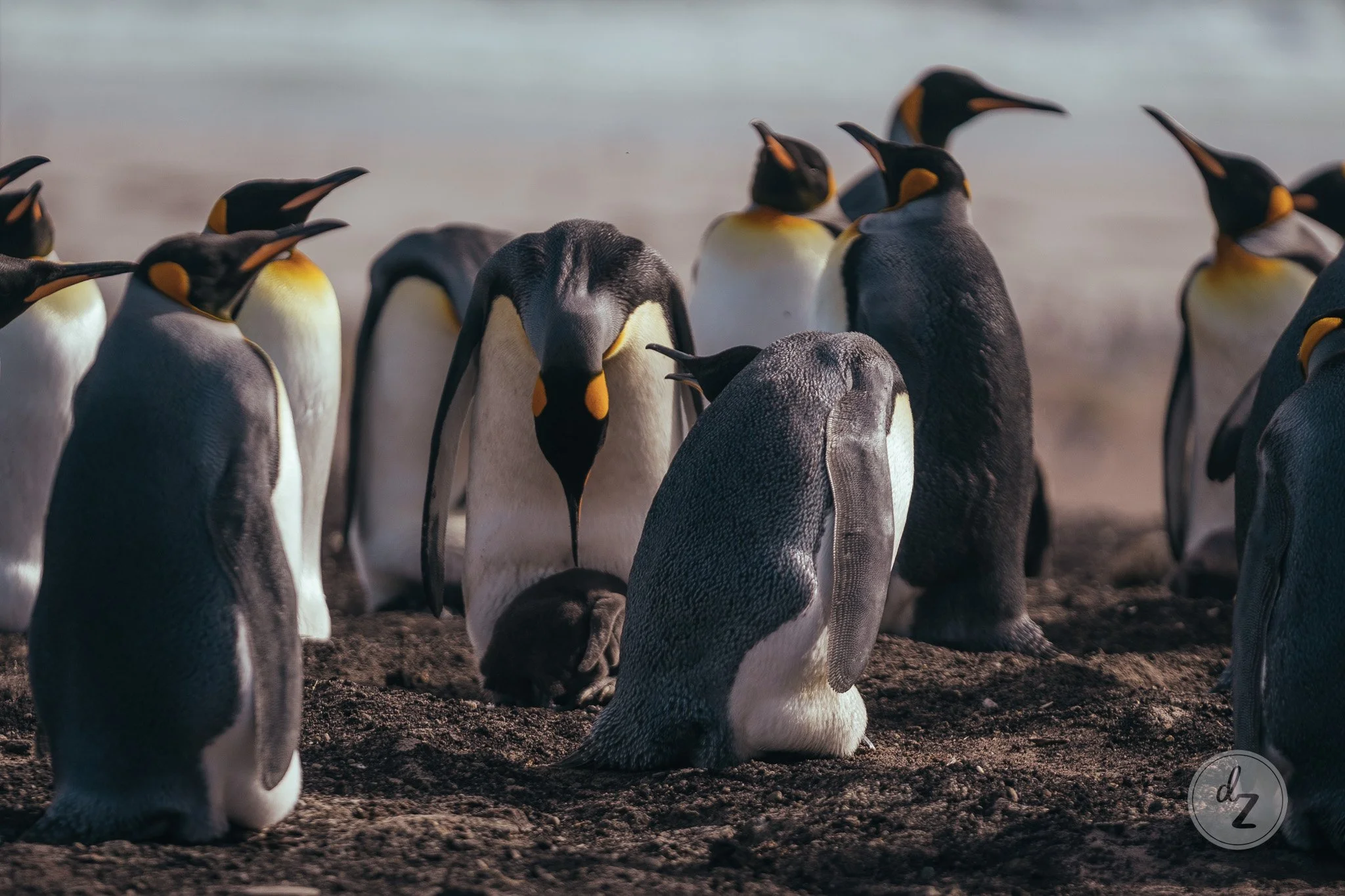 dave-zaple-antarctic-expedition-photography-king-penguins.jpg